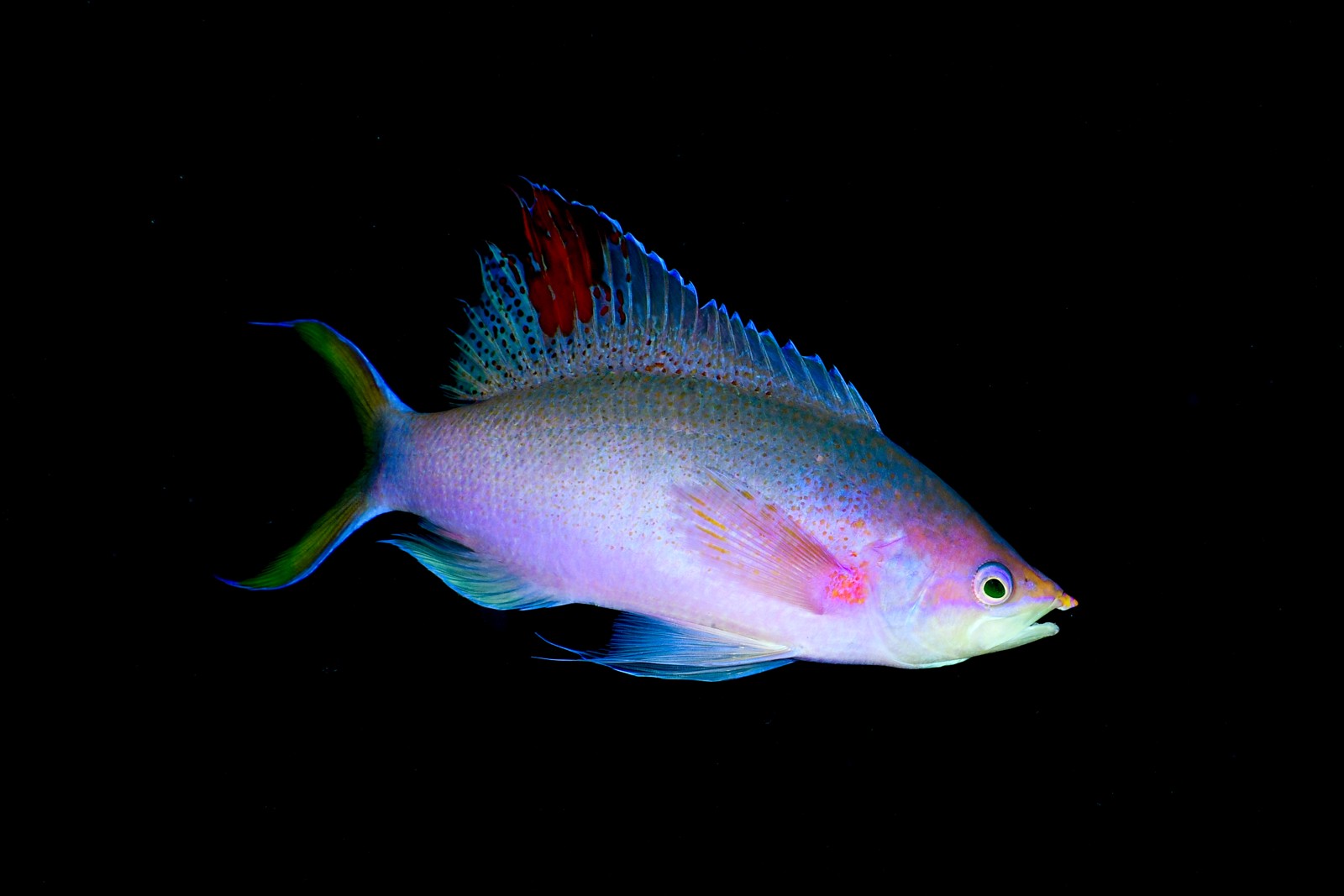 ハナゴイ（婚姻色のオス） Mirolabrichthys pascalus
