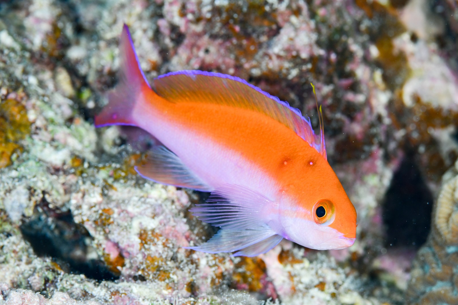 フタイロハナゴイ（通常時のオス） Nemanthias bicolor
