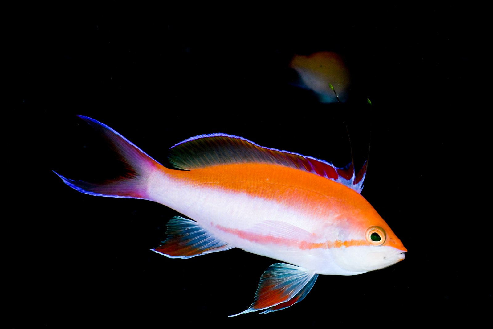 フタイロハナゴイ（婚姻色のオス） Nemanthias bicolor
