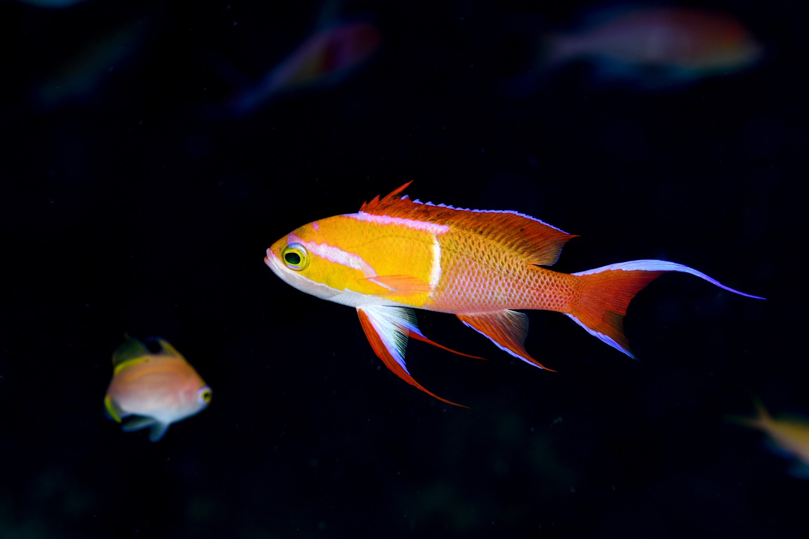 シロオビハナダイ（婚姻色が冷めかけたオス） Pseudanthias leucozonus