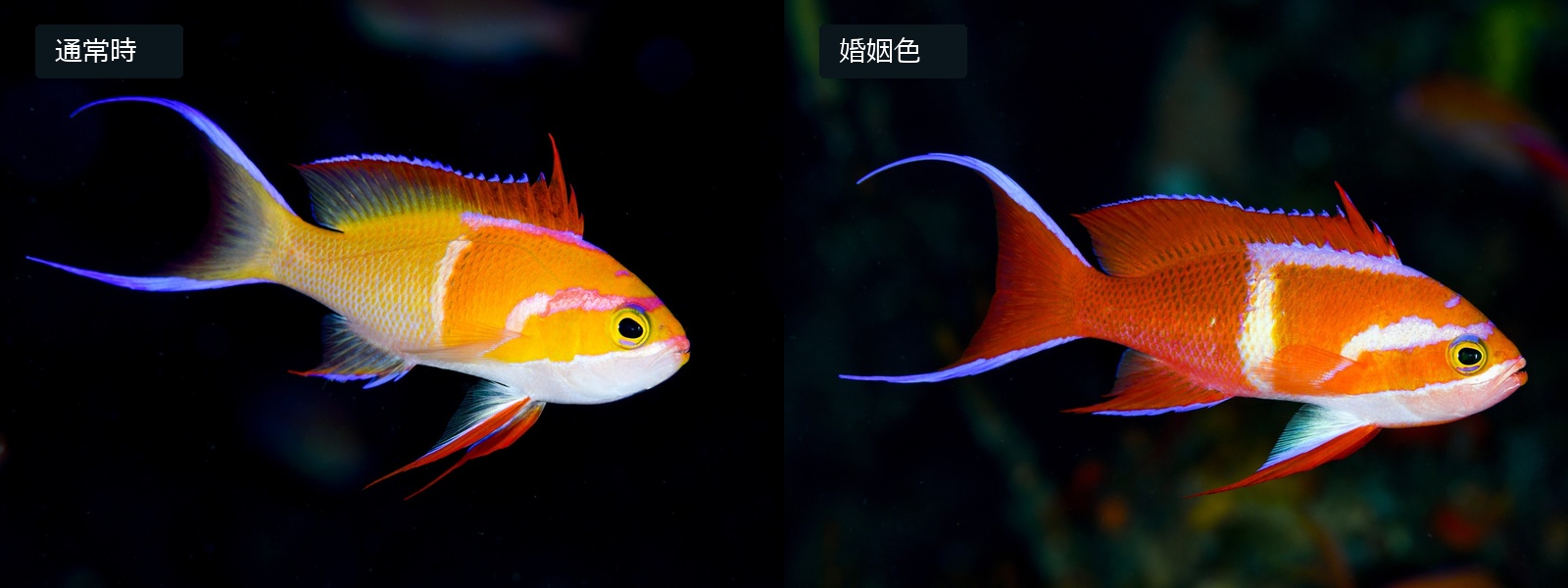 シロオビハナダイの通常時（左）と婚姻色（右）の比較