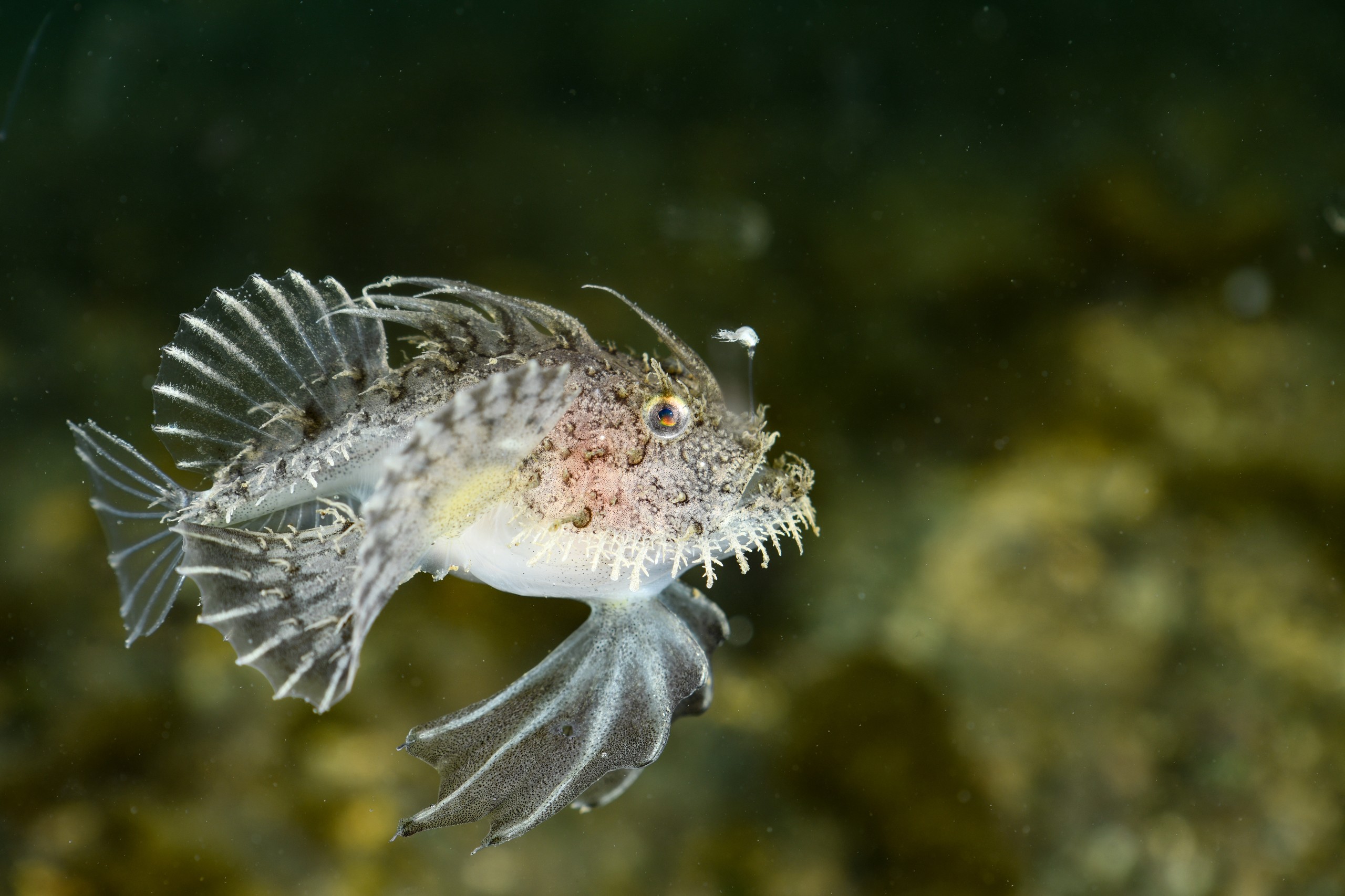 キアンコウの幼魚