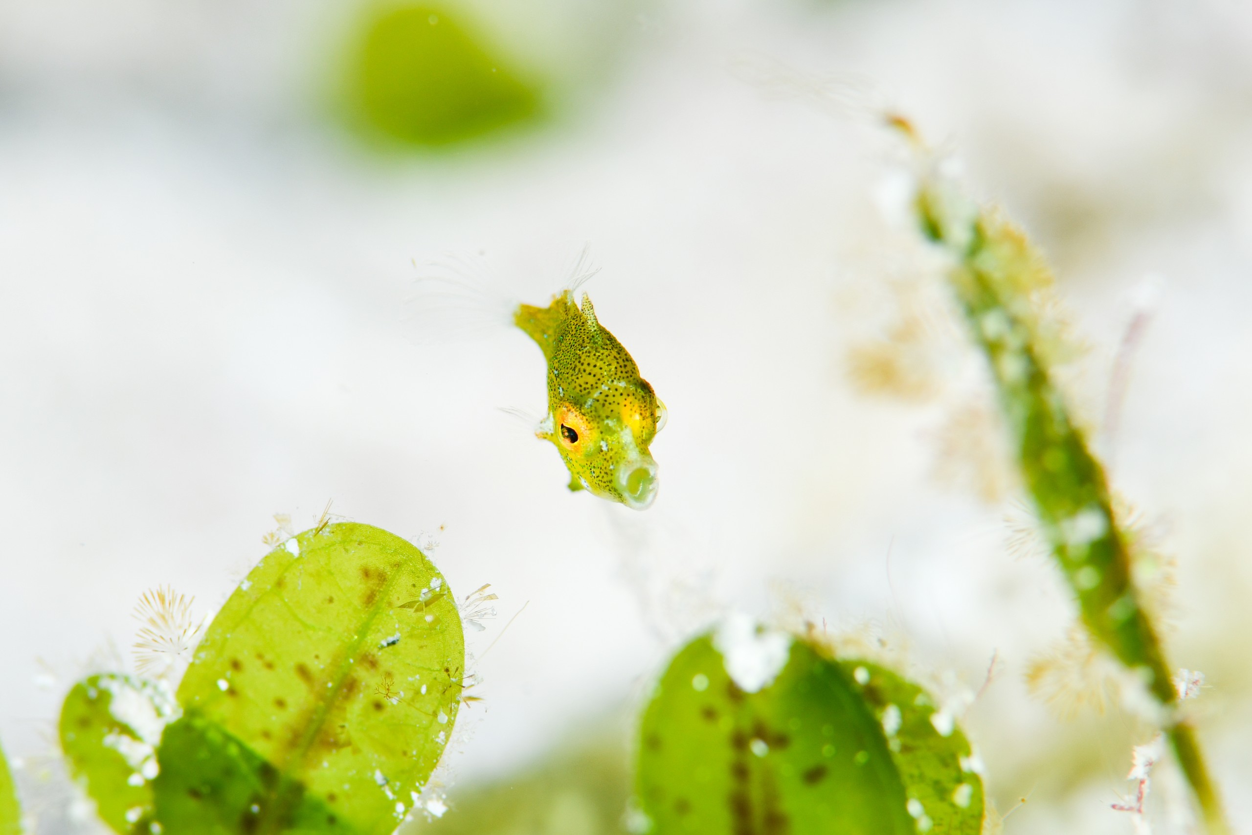 アオサハギ（Brachaluteres ulvarum）のあくび
