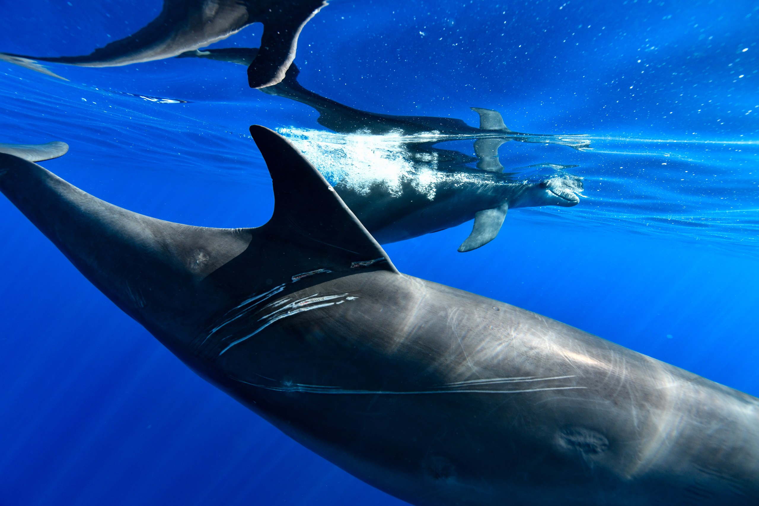 ミナミハンドウイルカ（Tursiops aduncus）