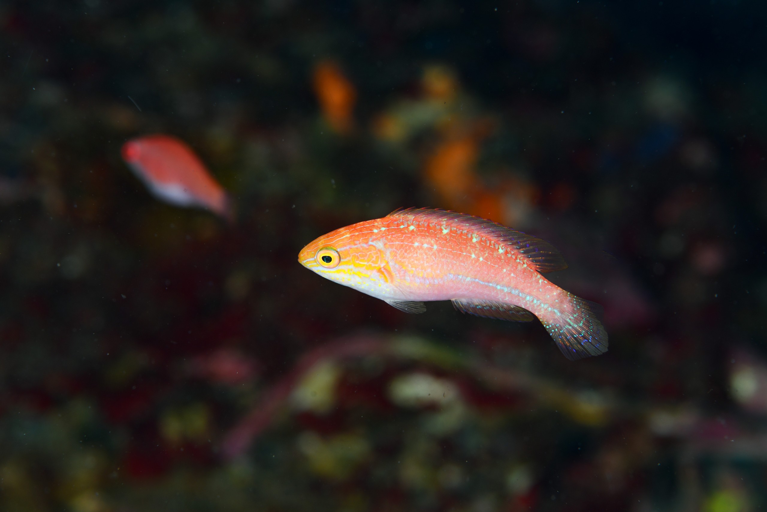 ハリオイトヒキベラ(Cirrhilabrus isosceles)のメス