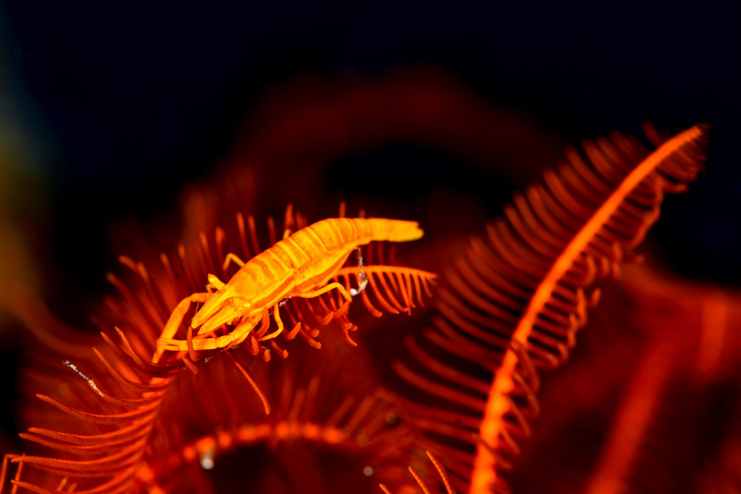 ウミシダヤドリエビ（Cristimenes commensalis）