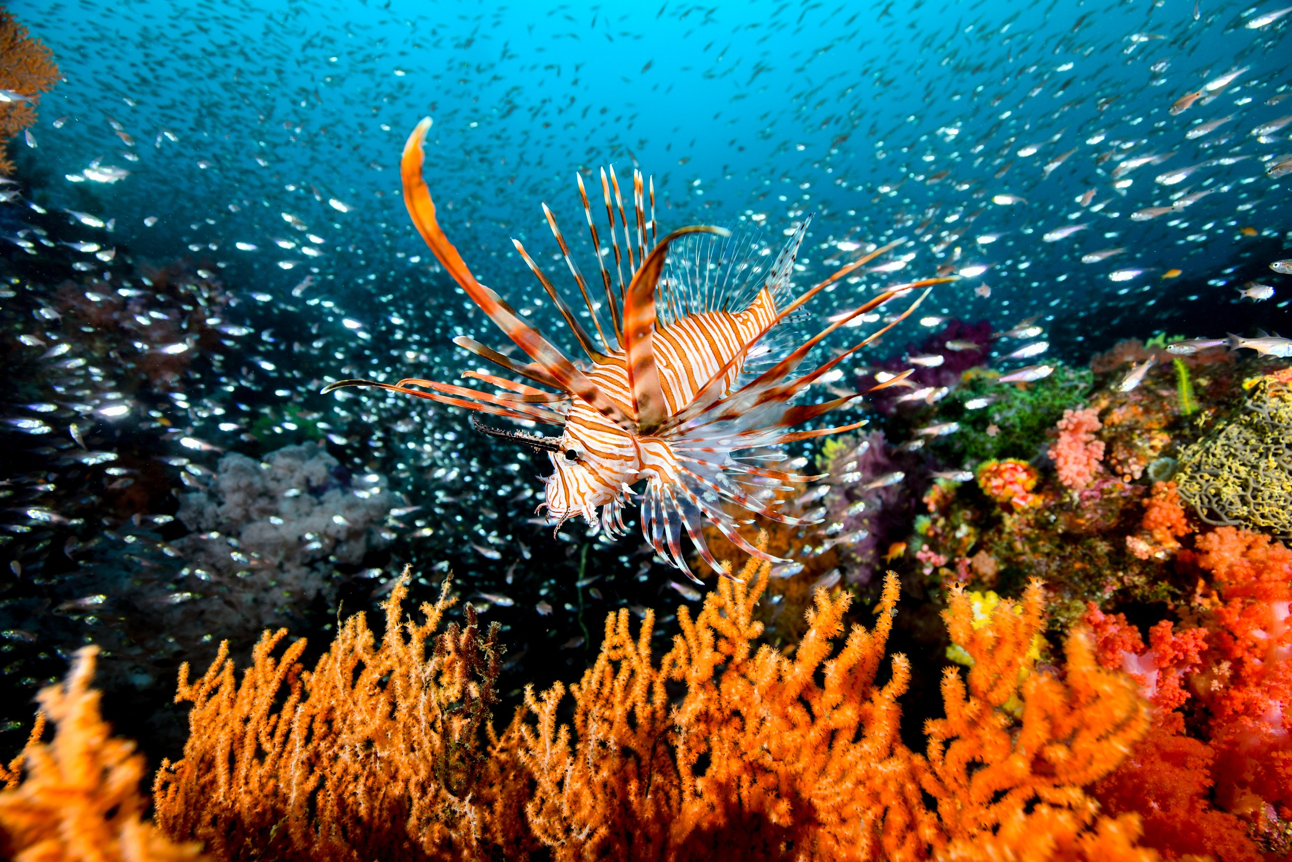 ハナミノカサゴ(Pterois volitans)