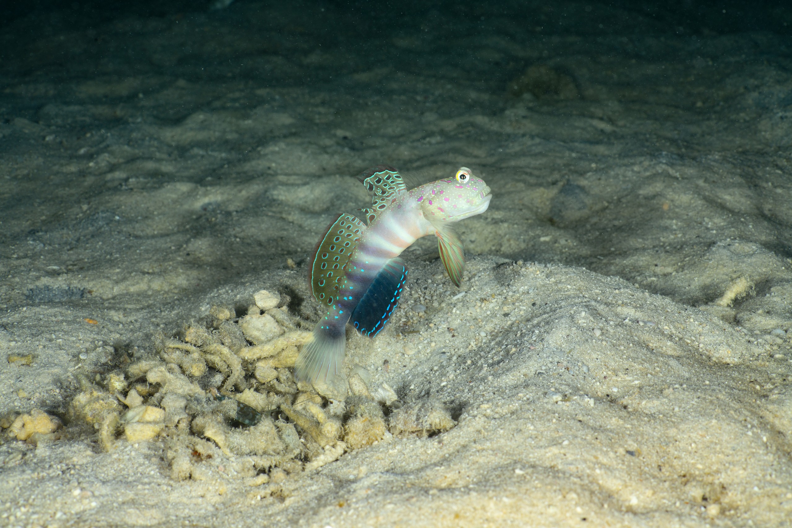 オイランハゼ（Cryptocentrus melanopus）のディスプレイ