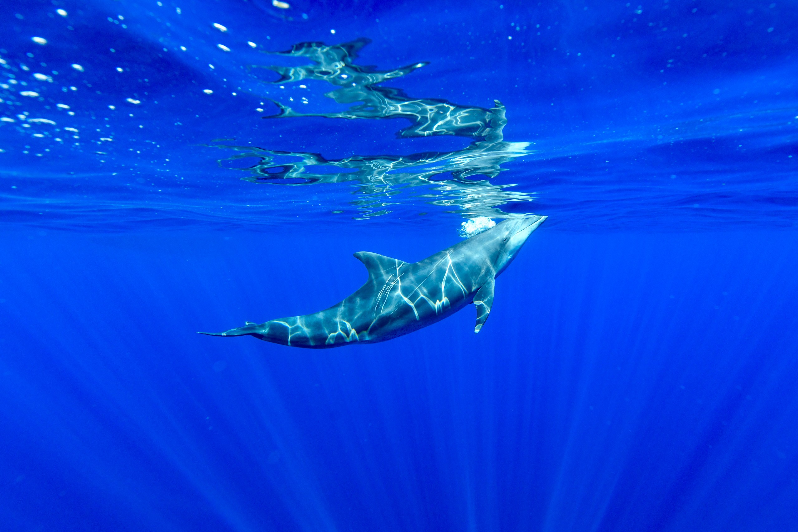 ミナミハンドウイルカ（Tursiops aduncus）
