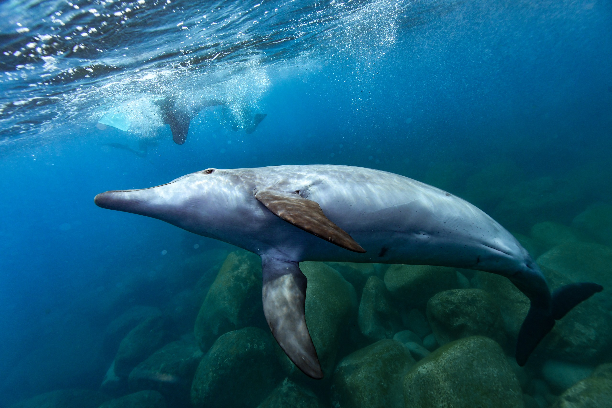 ミナミハンドウイルカ（Tursiops aduncus）