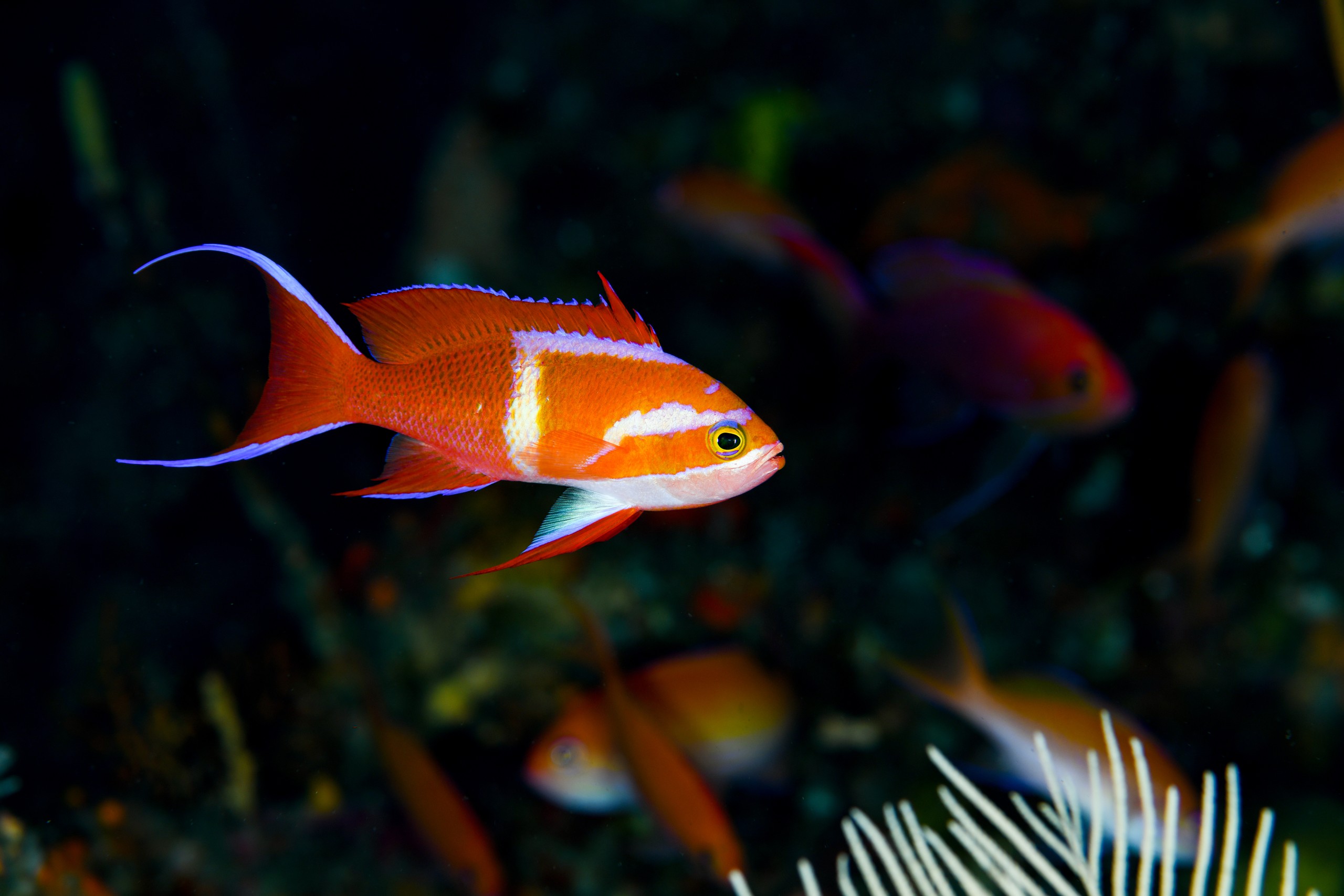 シロオビハナダイ（Pseudanthias leucozonus）（婚姻色）