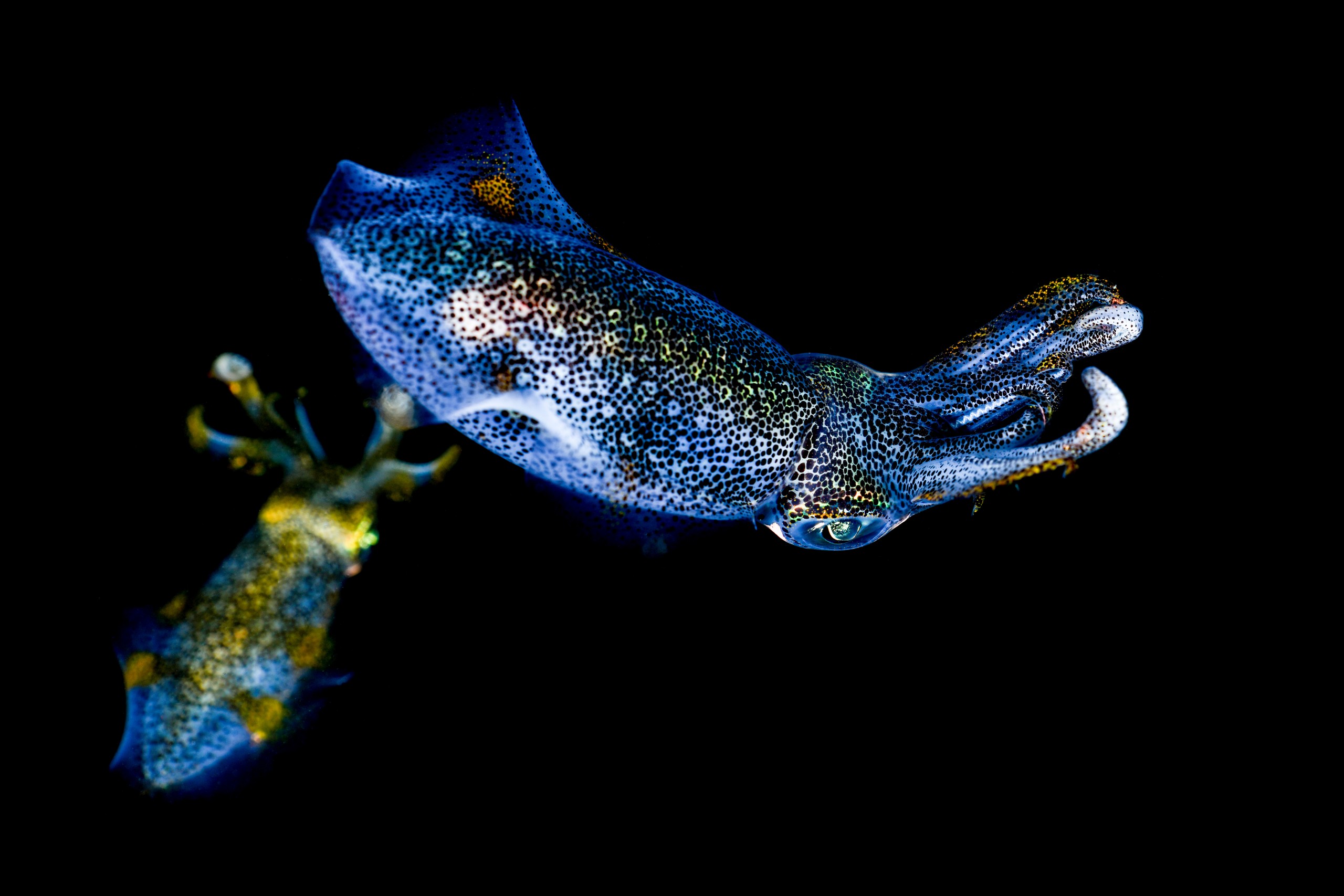 アオリイカ(Sepioteuthis lessoniana)