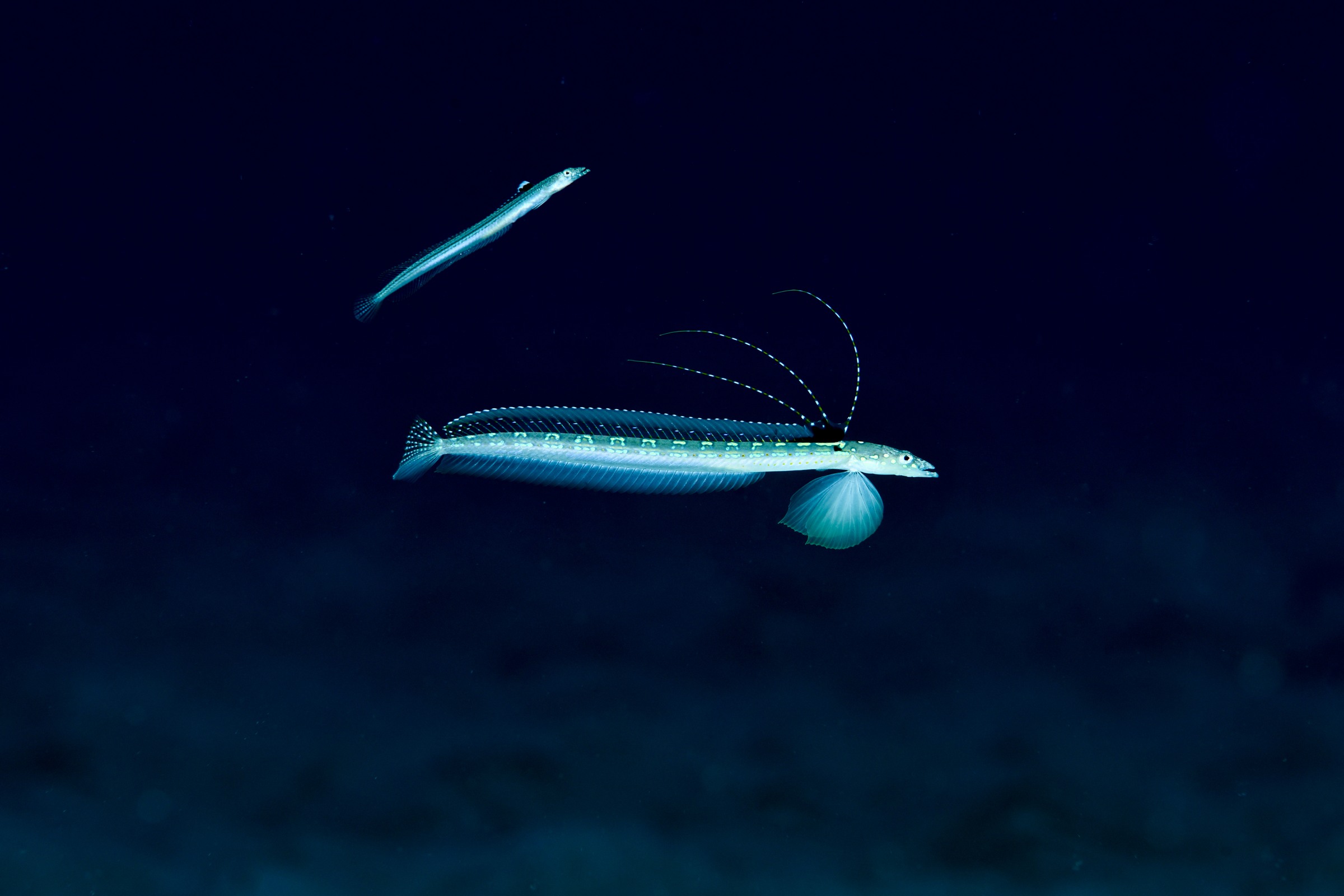 リュウグウベラギンポのディスプレイ（Trichonotus elegans）