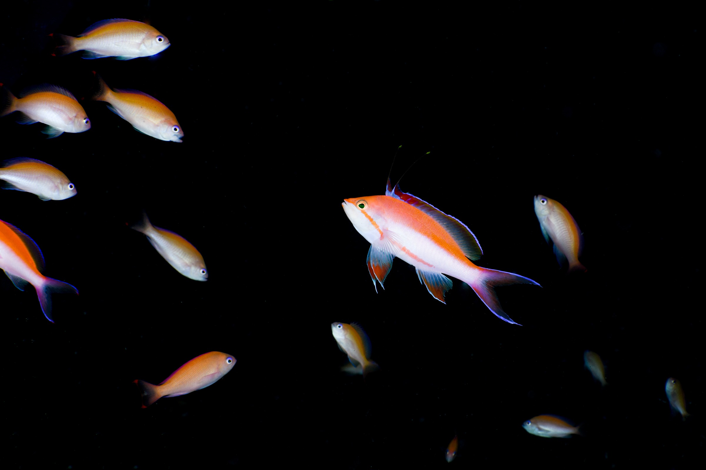 フタイロハナゴイの婚姻色（Nemanthias bicolor）