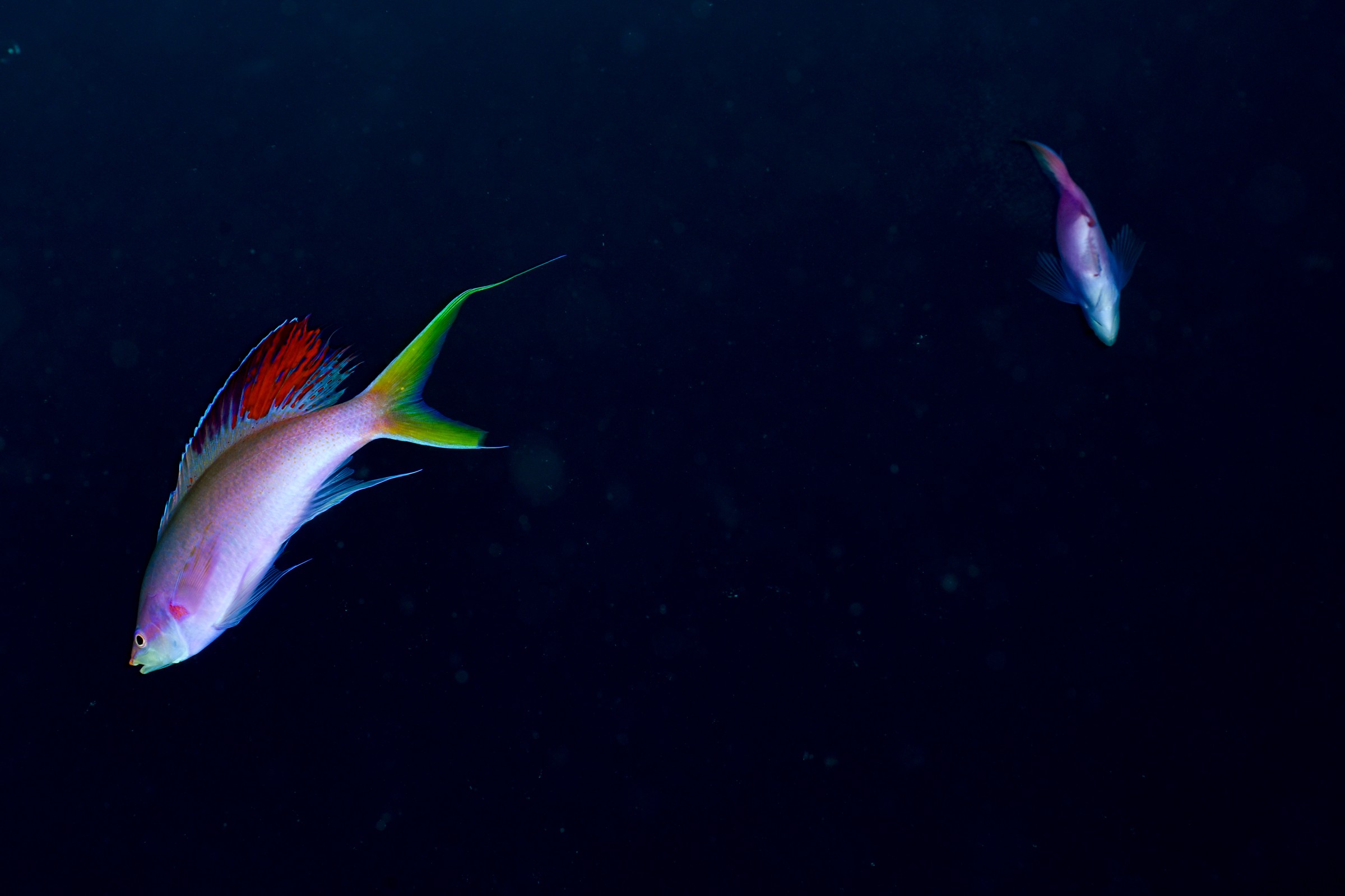 ハナゴイの婚姻色（産卵）（Mirolabrichthys pascalus）