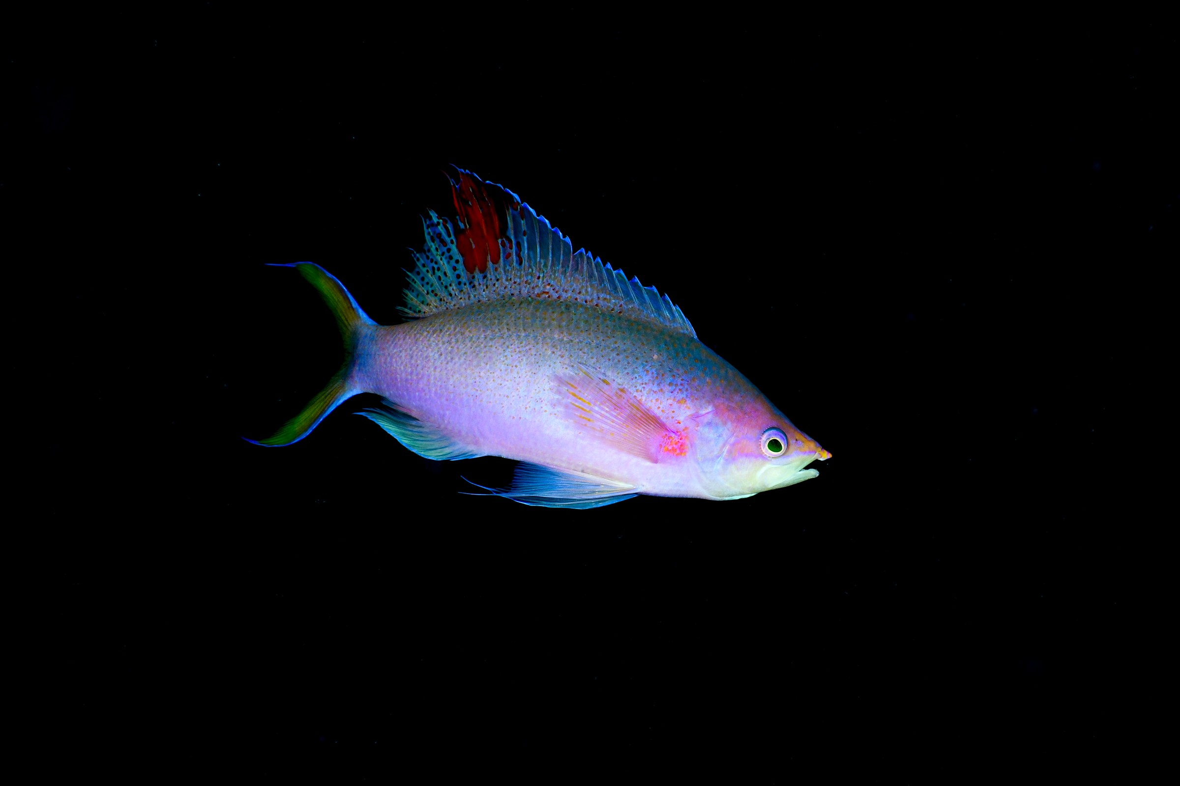 ハナゴイの婚姻色（Mirolabrichthys pascalus）