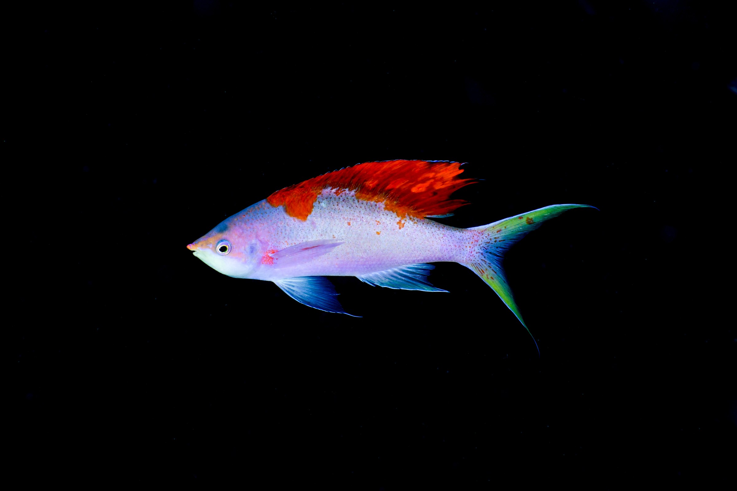ハナゴイの婚姻色（Mirolabrichthys pascalus）
