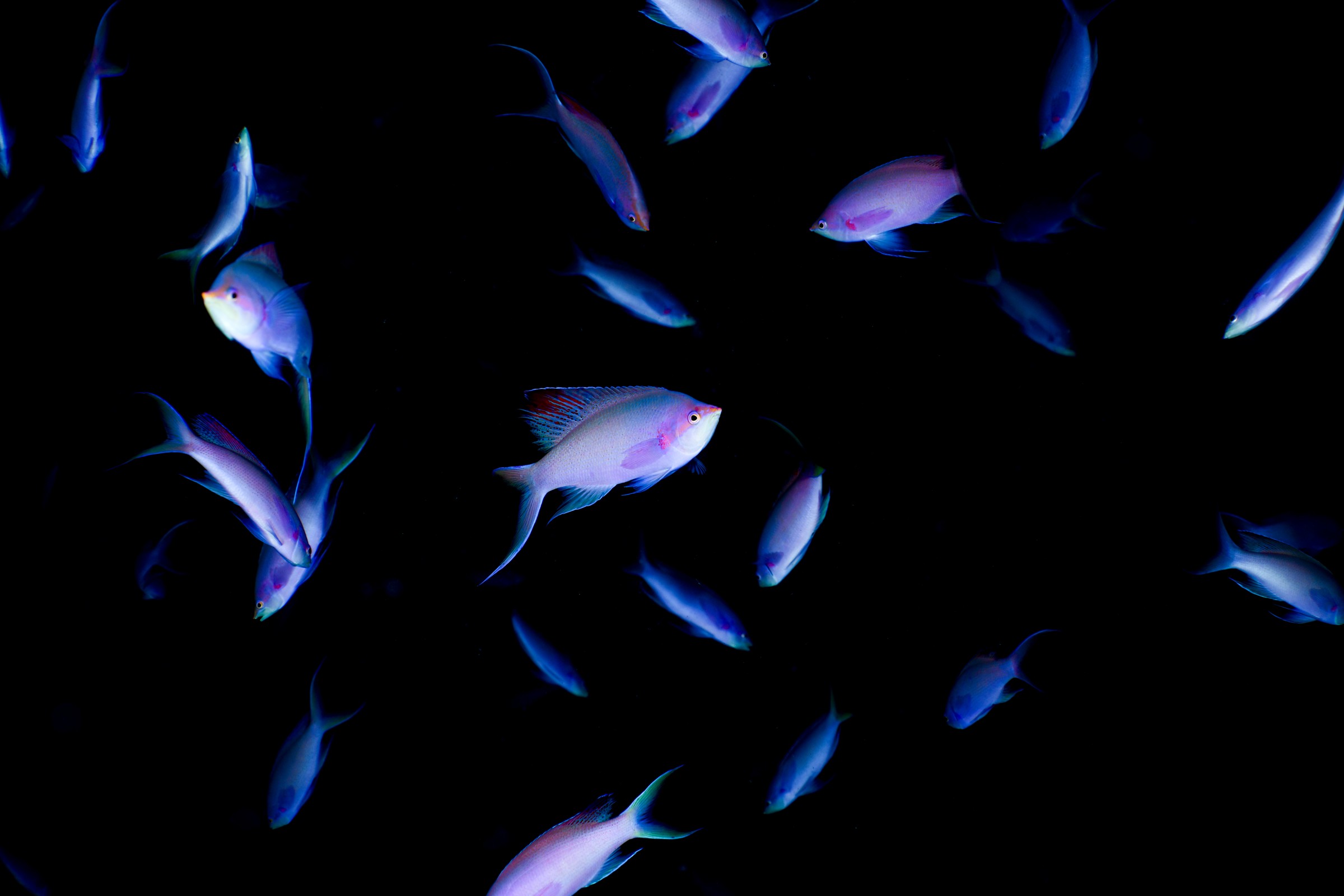 ハナゴイの成魚（Mirolabrichthys pascalus）