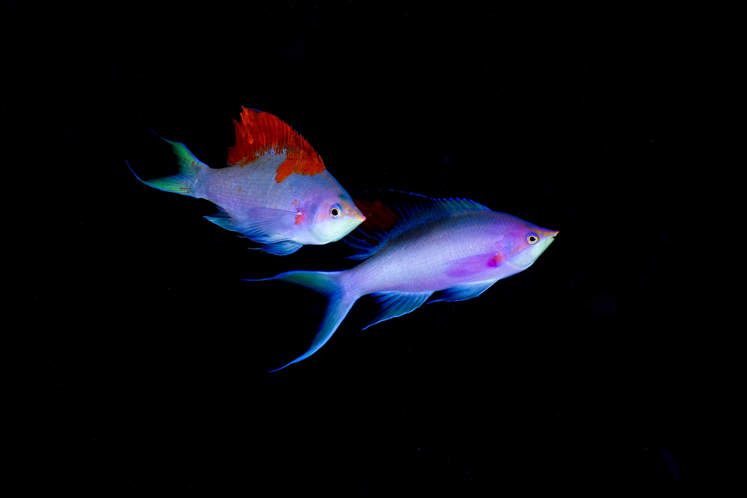 ハナゴイの婚姻色（Mirolabrichthys pascalus）