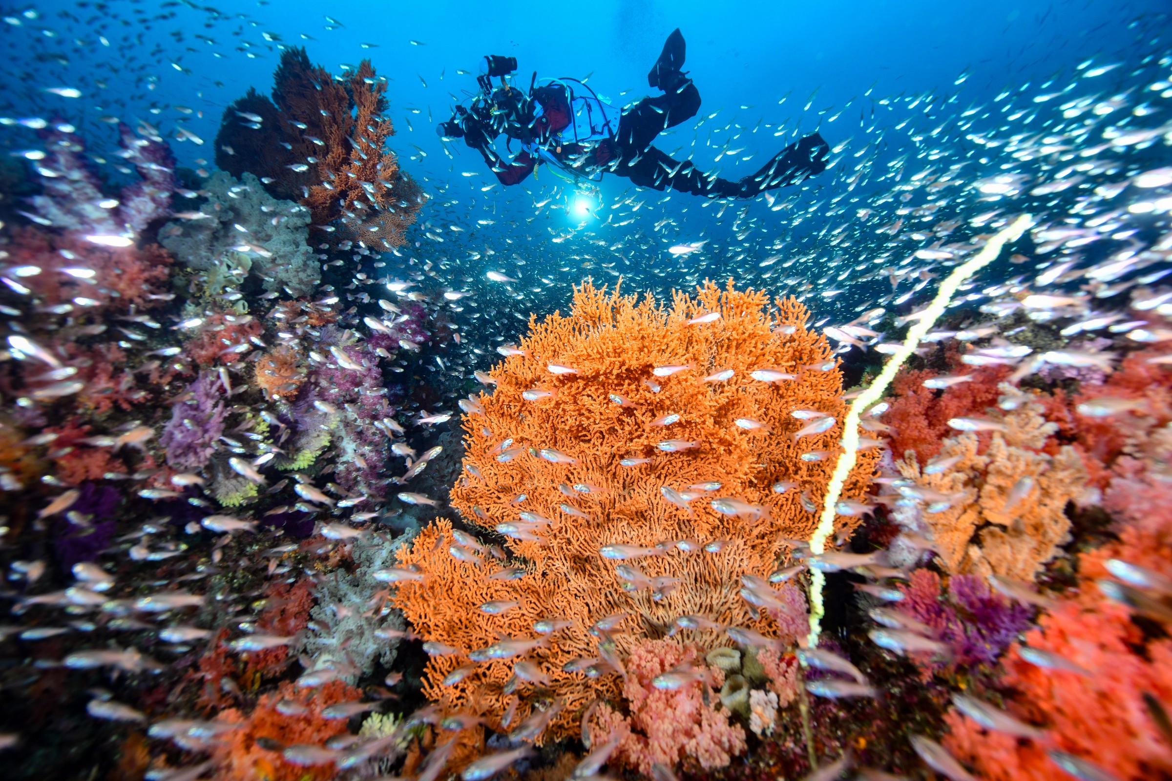 ウミウチワの周りを泳ぐ小魚の群れ｜伊東・扇山出し