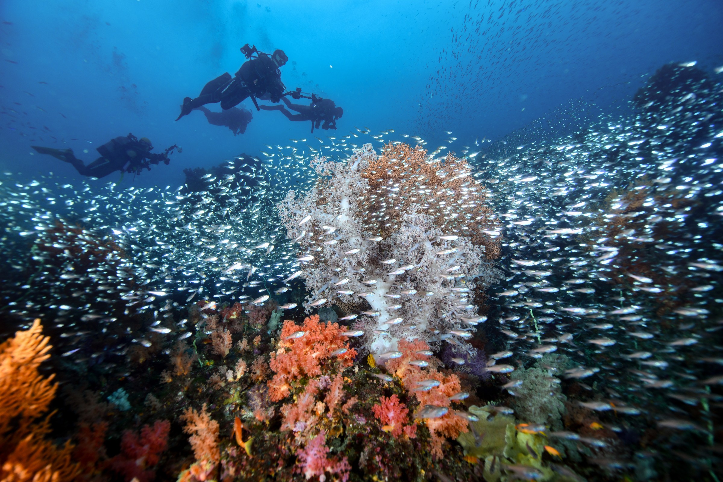 ダイバーとソフトコーラル、小魚の群れ｜伊東・扇山出し