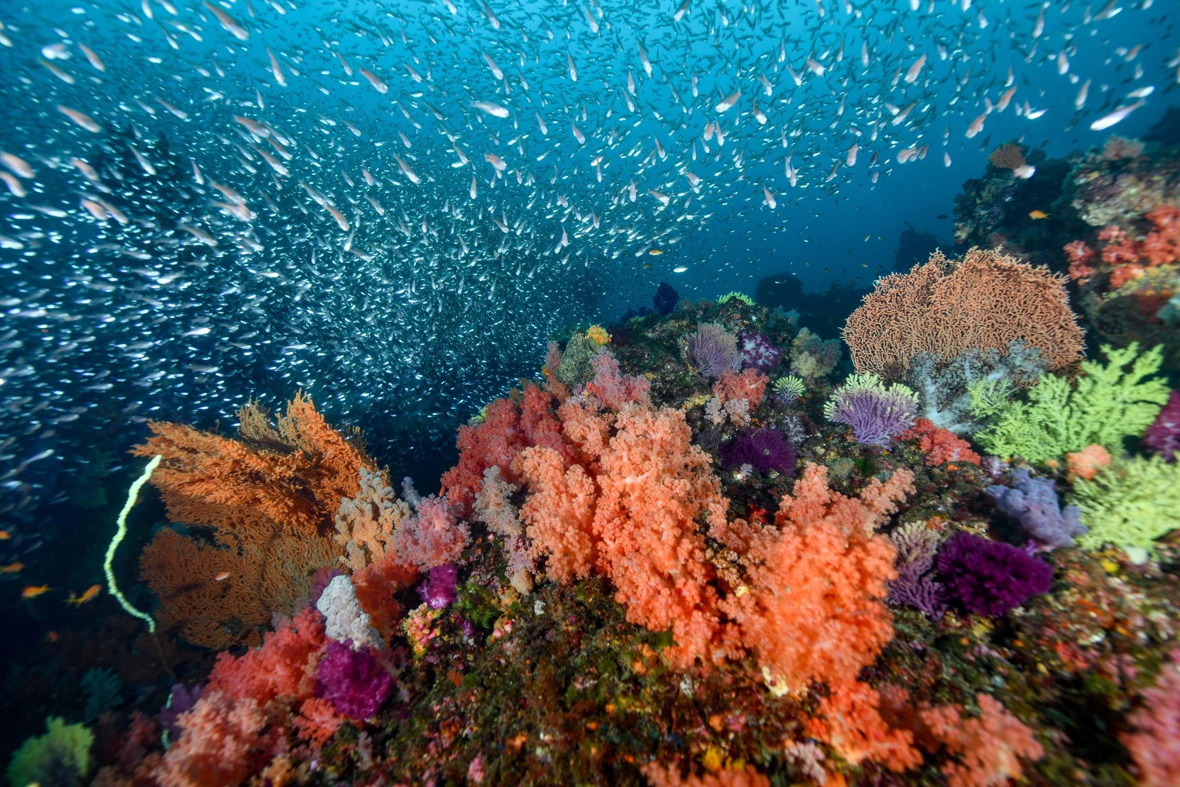 ソフトコーラルの周囲を流れる魚の群れ｜伊東・扇山出し