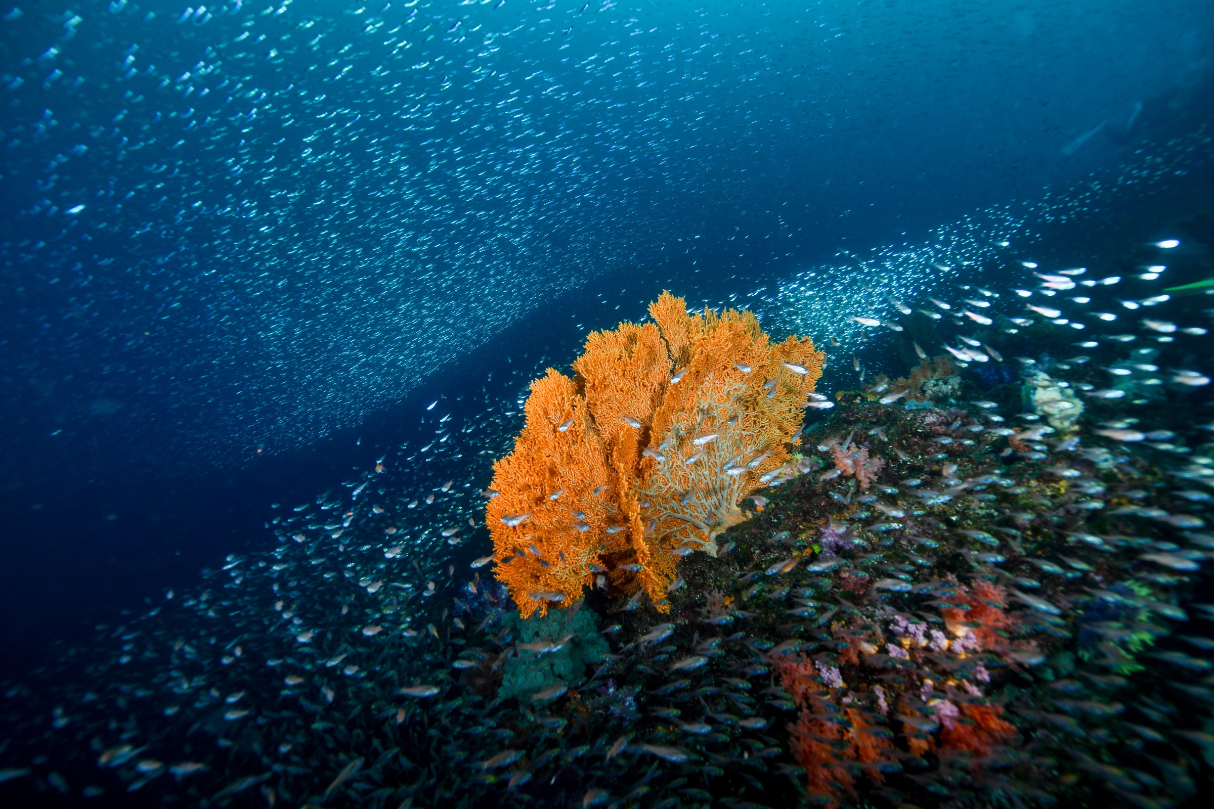 魚の群れがつくる境目とウミウチワ｜伊東・扇山出し