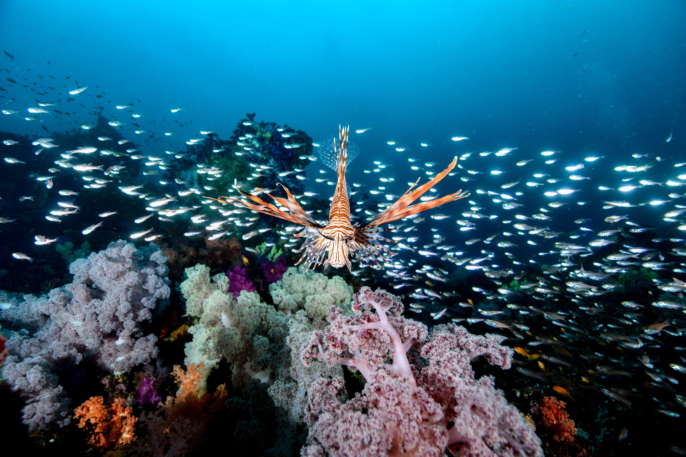 ソフトコーラルの上を泳ぐハナミノカサゴ（Pterois volitans）｜伊東・扇山出し
