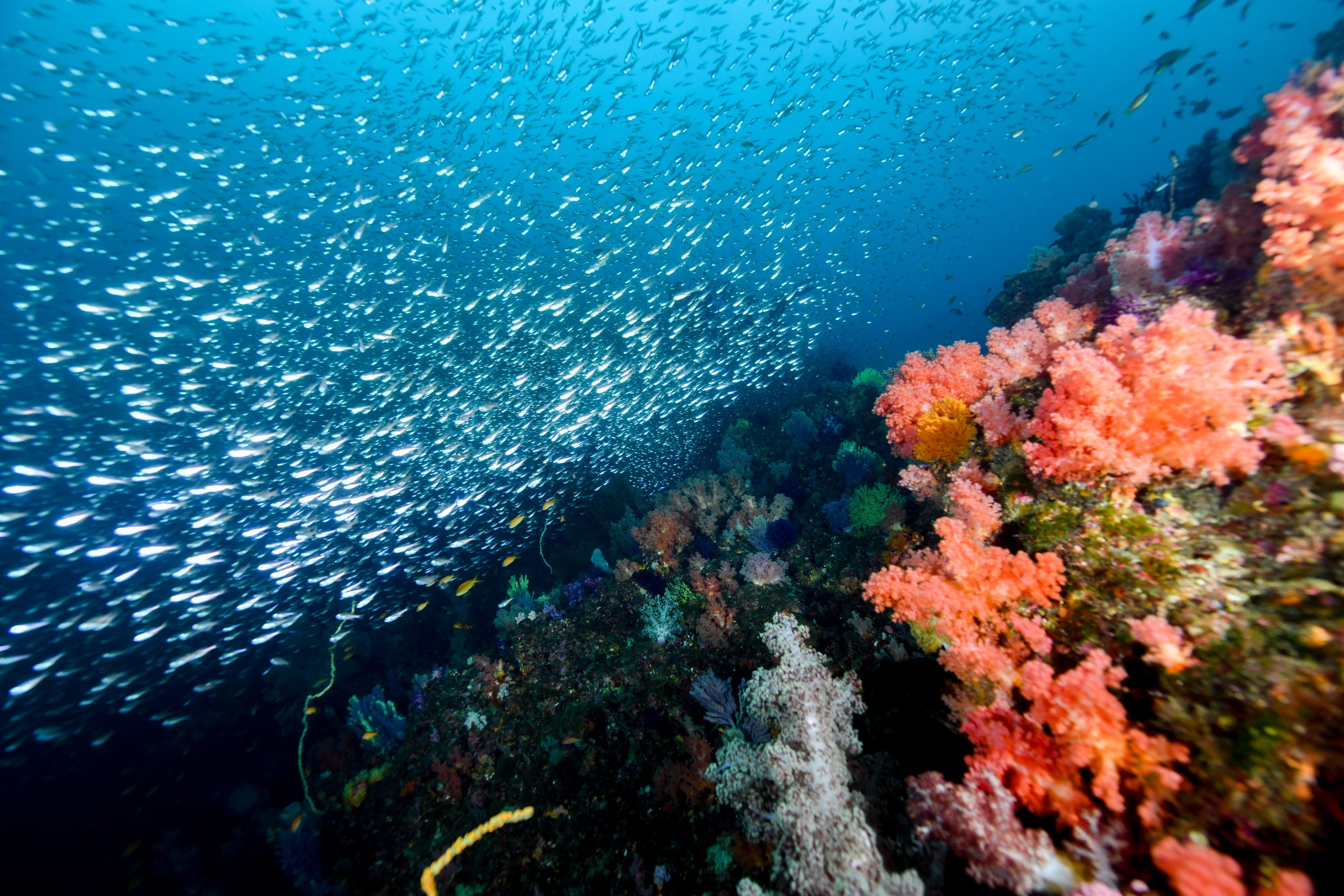 斜面に沿って広がる魚の群れ｜伊東・扇山出し