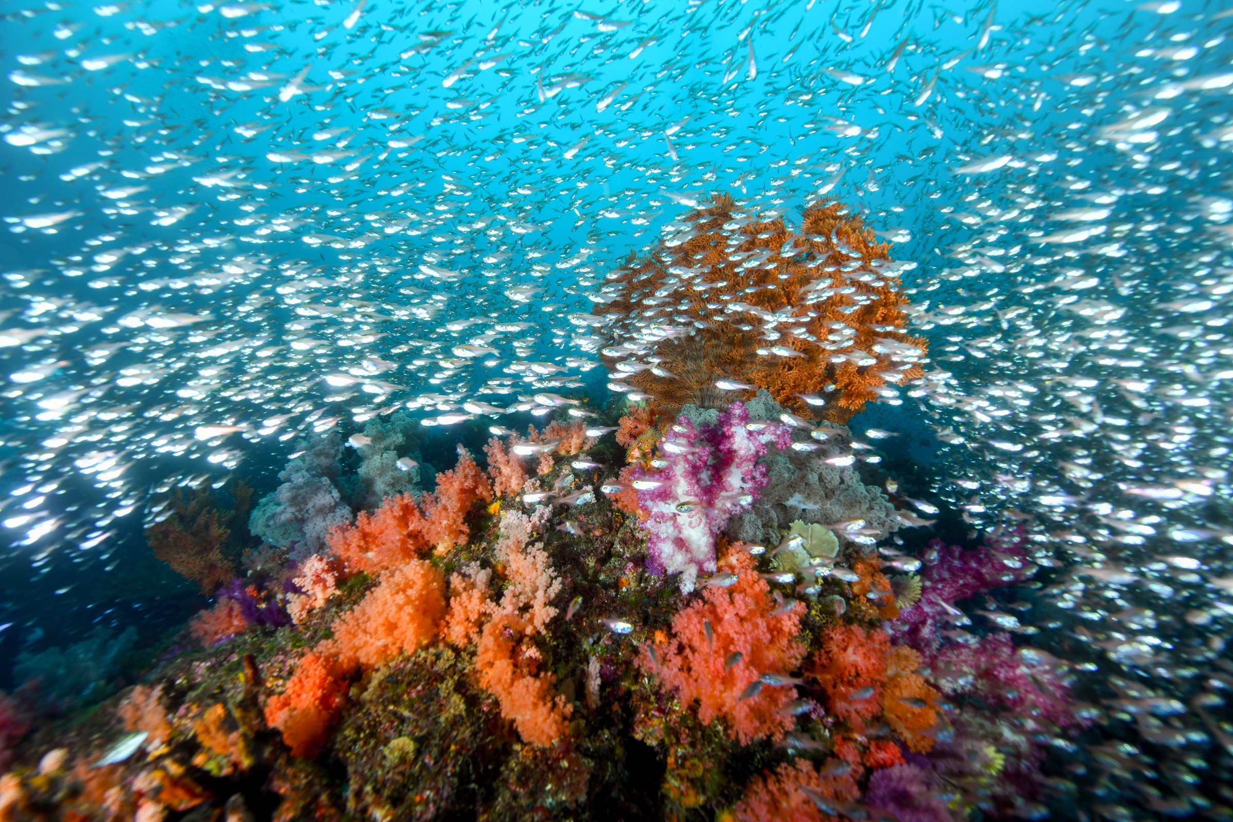 ウミウチワを囲む小魚たち｜伊東・扇山出し