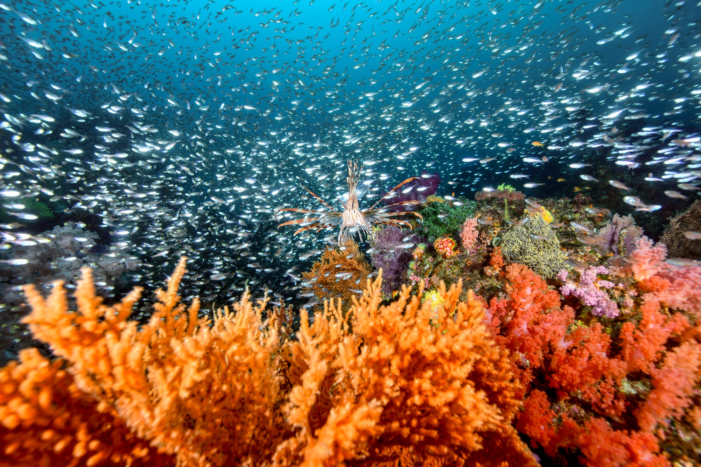 ソフトコーラルとハナミノカサゴ、背景を埋める群れ（Pterois volitans）｜伊東・扇山出し