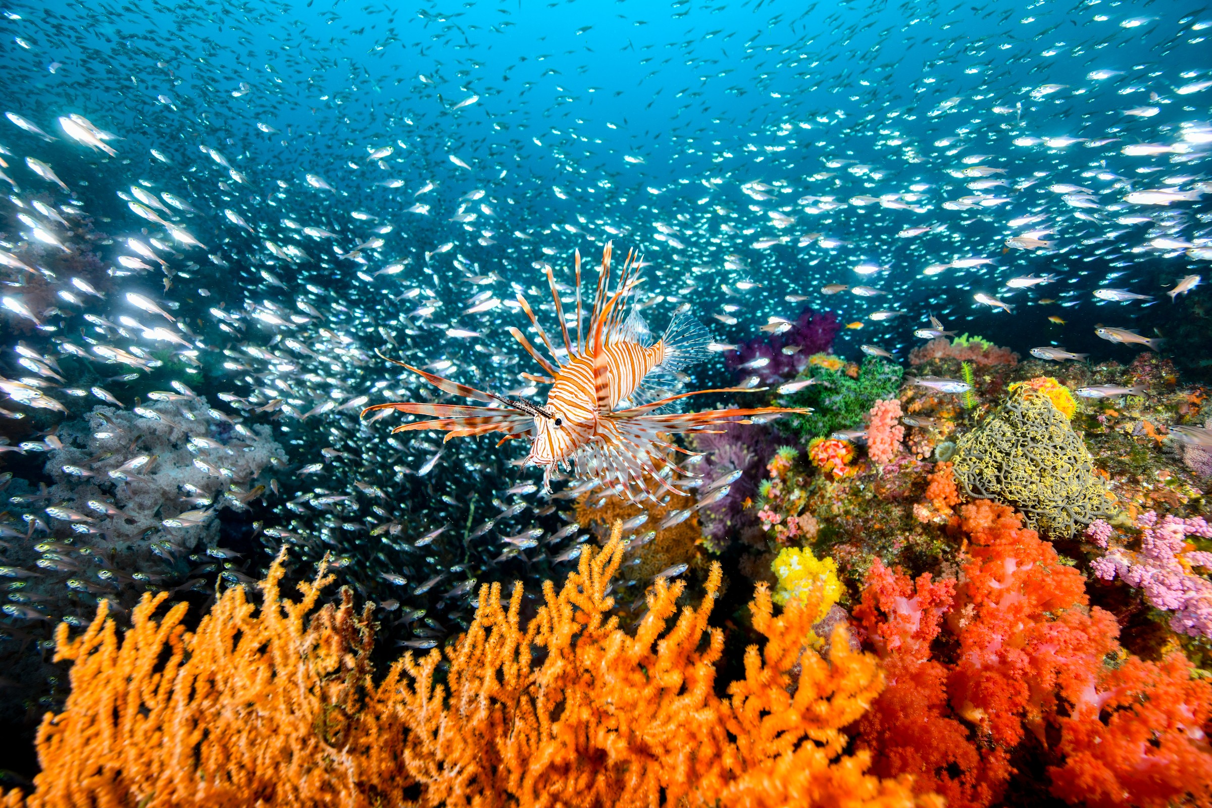 群れを背景に泳ぐハナミノカサゴ（Pterois volitans）｜伊東・扇山出し