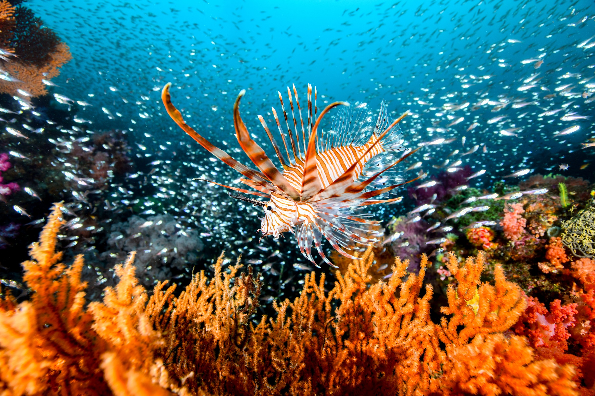 ハナミノカサゴを主役に、群れとソフトコーラルを一枚に（Pterois volitans）｜伊東・扇山出し