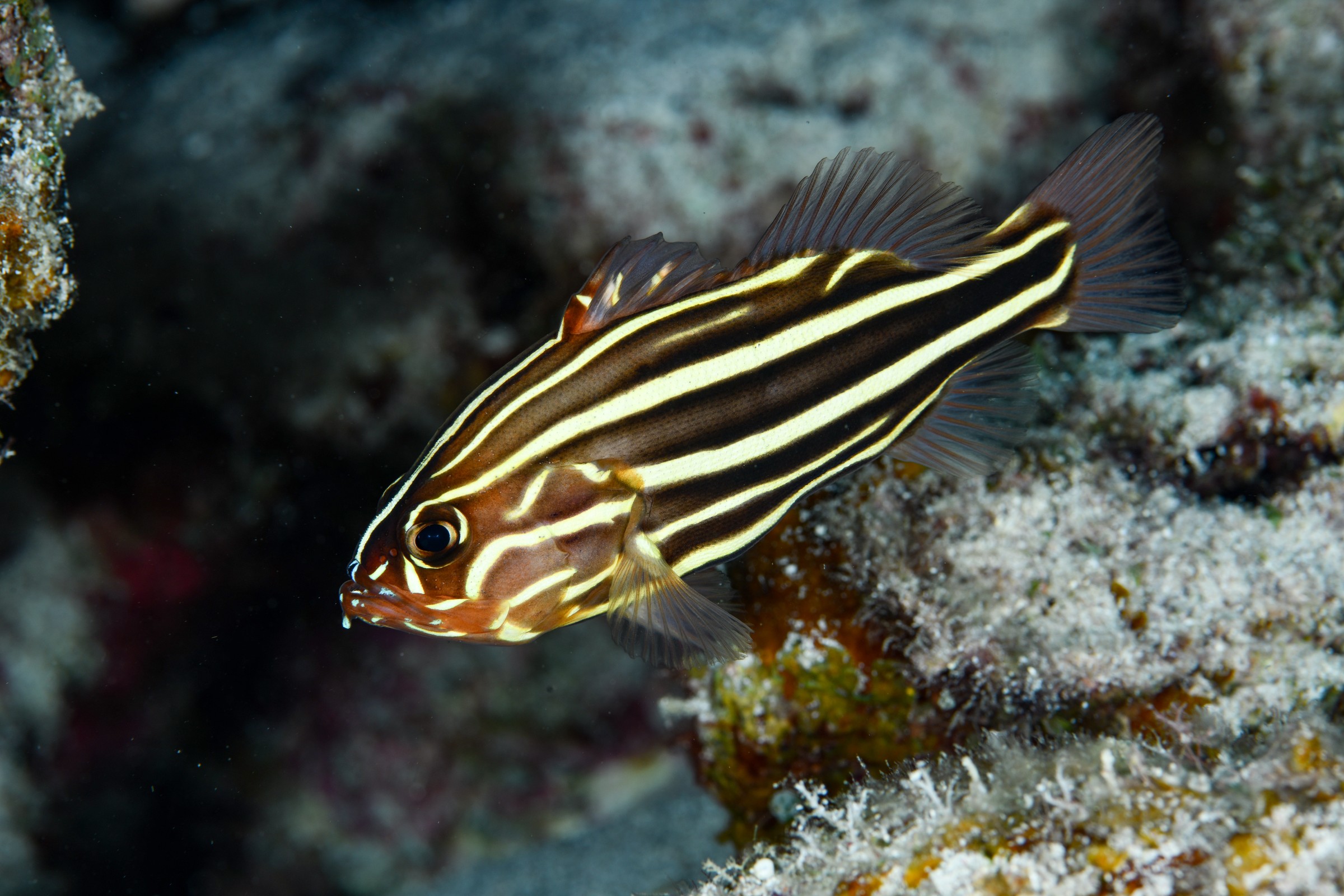 ヌノサラシ(Grammistes sexlineatus)