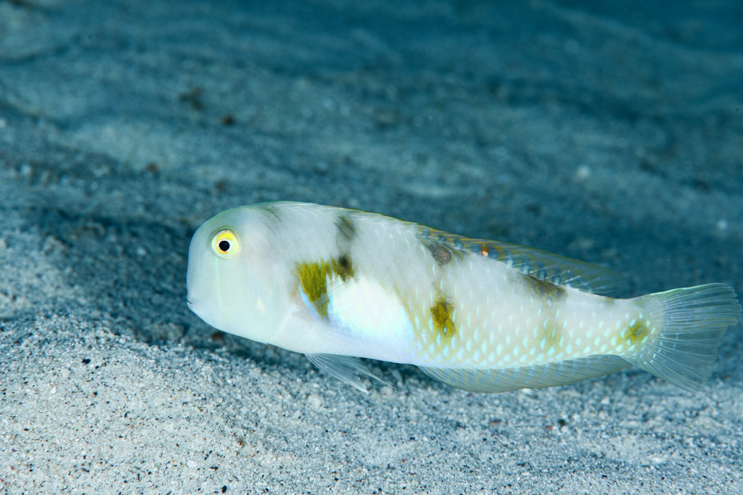 ハゲヒラベラ(Iniistius aneitensis)