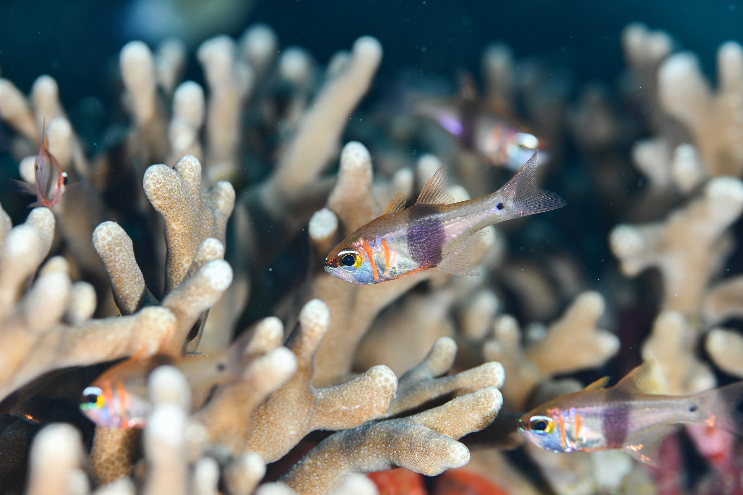 クロオビアトヒキテンジクダイ(Taeniamia zosterophora)