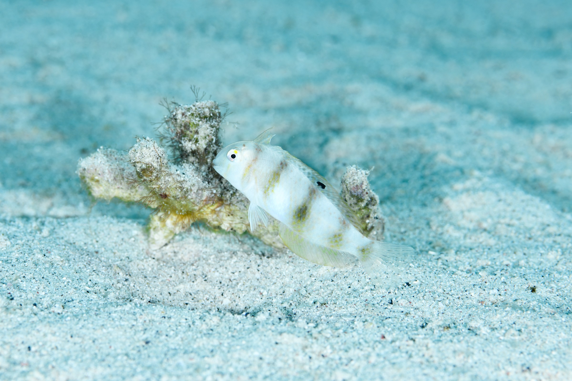 ハゲヒラベラ(Iniistius aneitensis)
