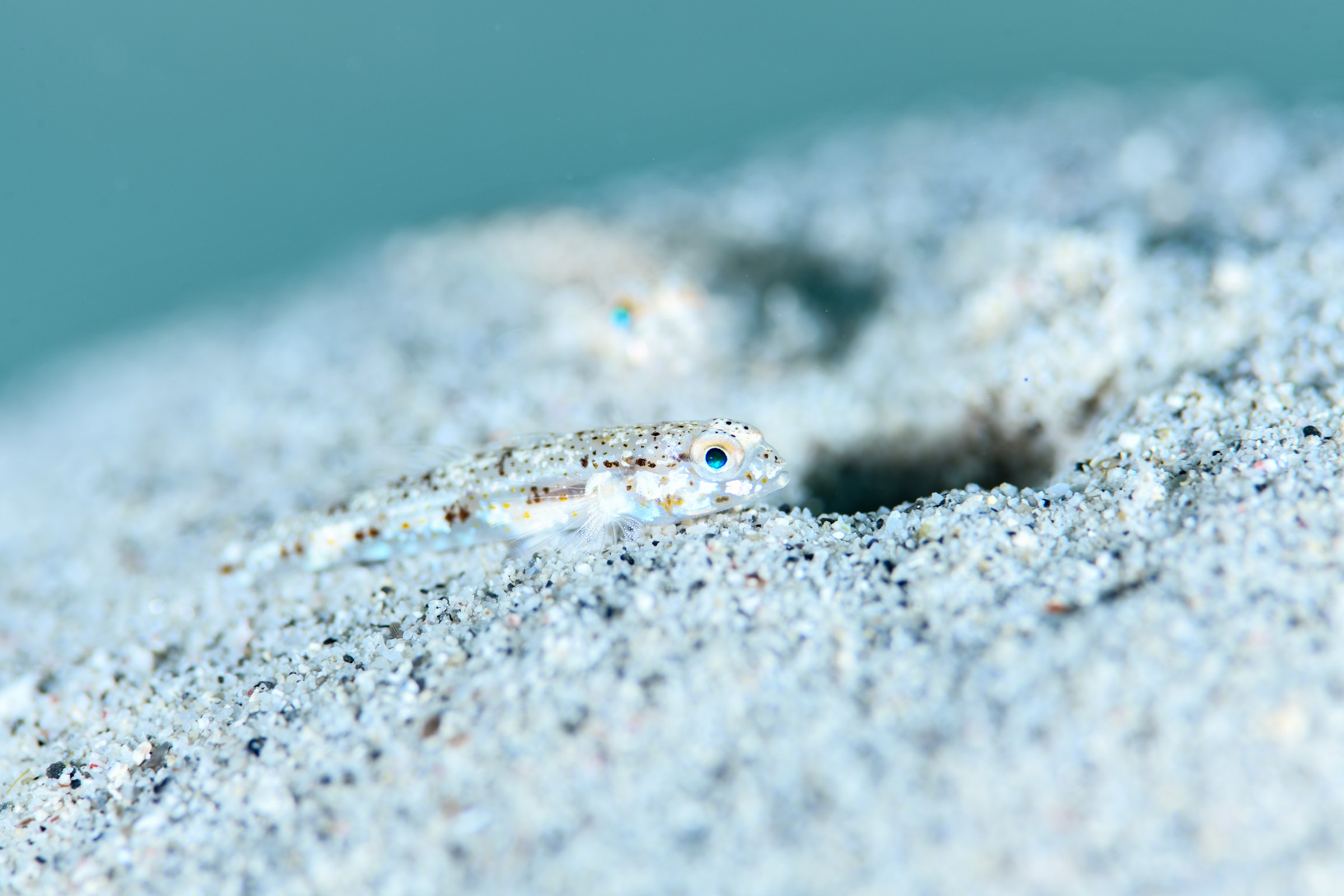 砂地から顔を出す生物(種名未確認)