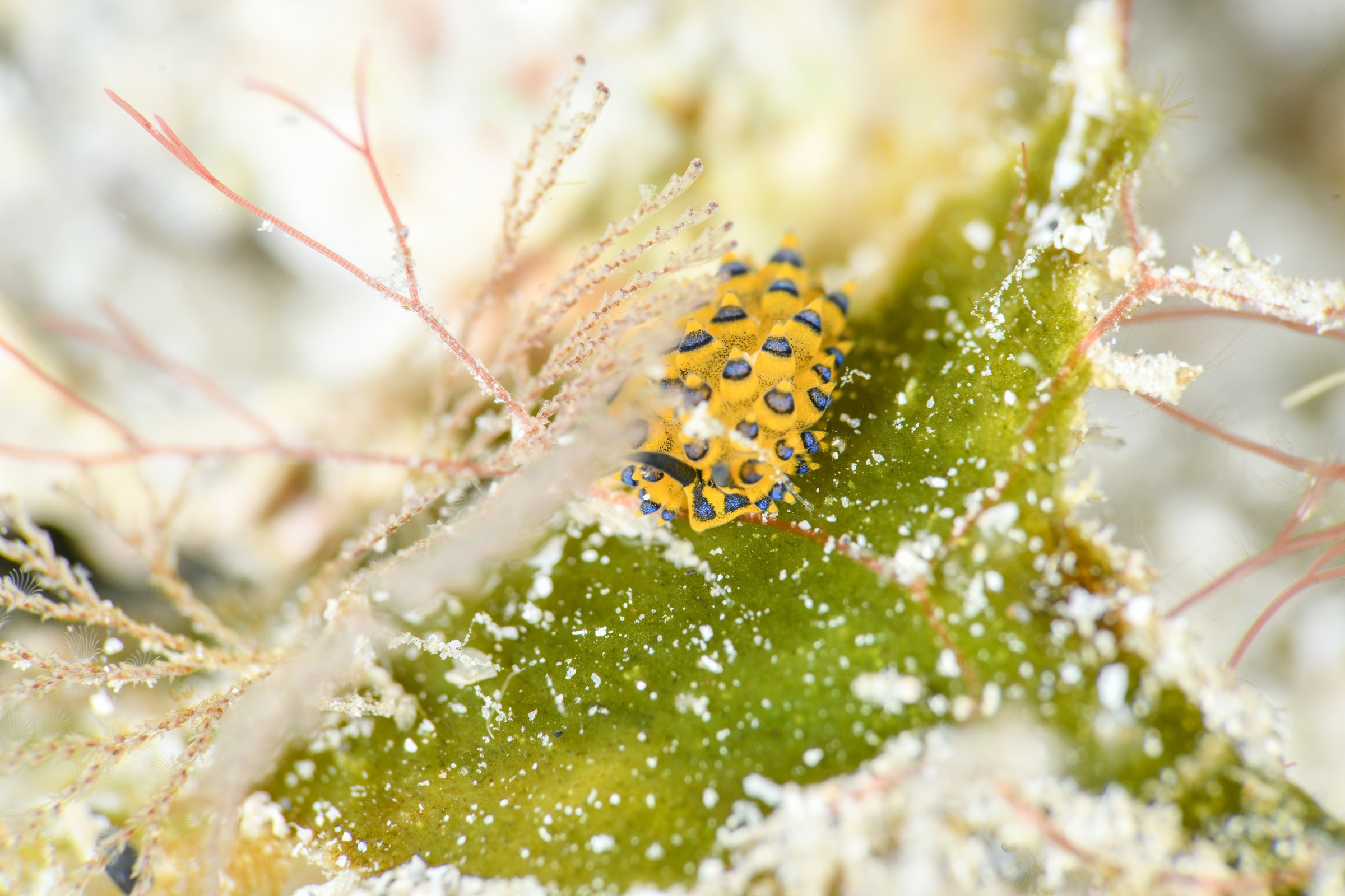 ミナミアオモウミウシ(Costasiella sp.)