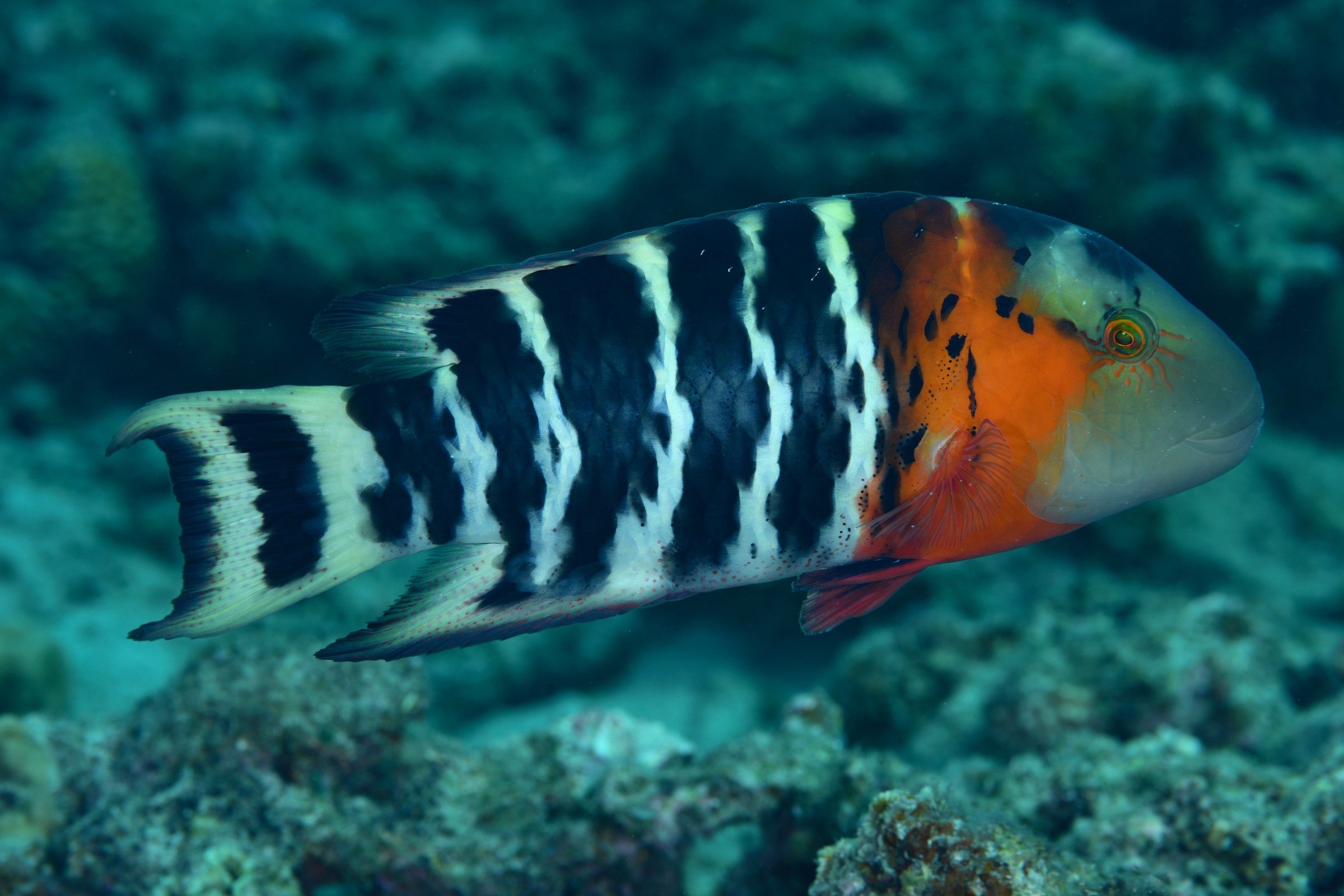 ヤシャベラ(Cheilinus fasciatus)
