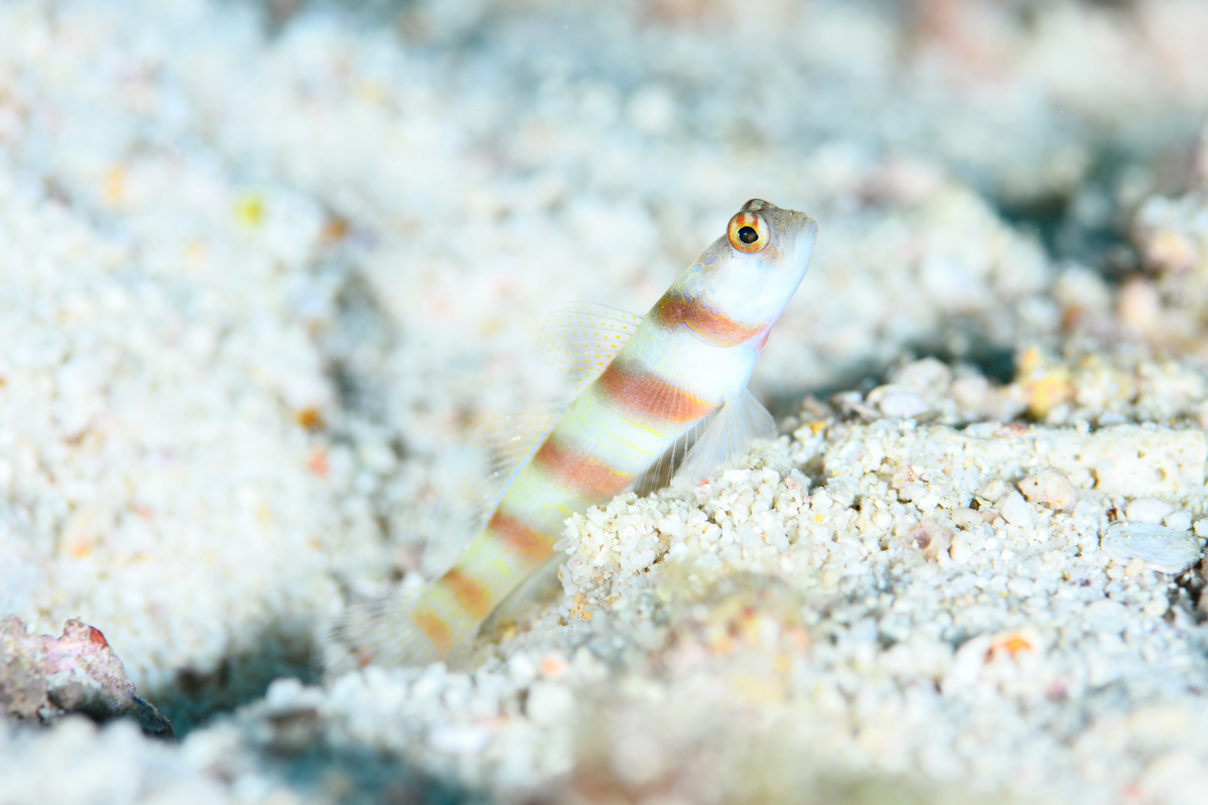 ヒメダテハゼ(Amblyeleotris steinitzi)