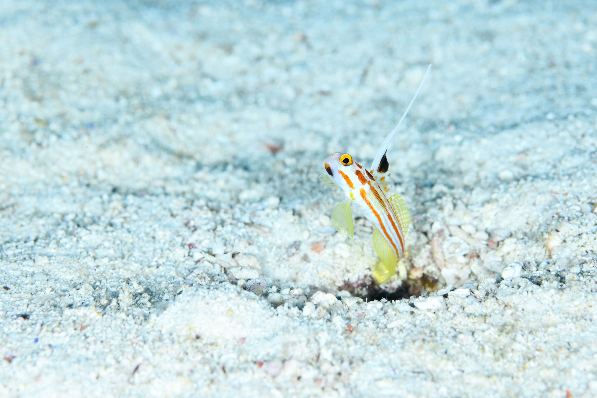 ヤシャハゼ(Stonogobiops yasha)