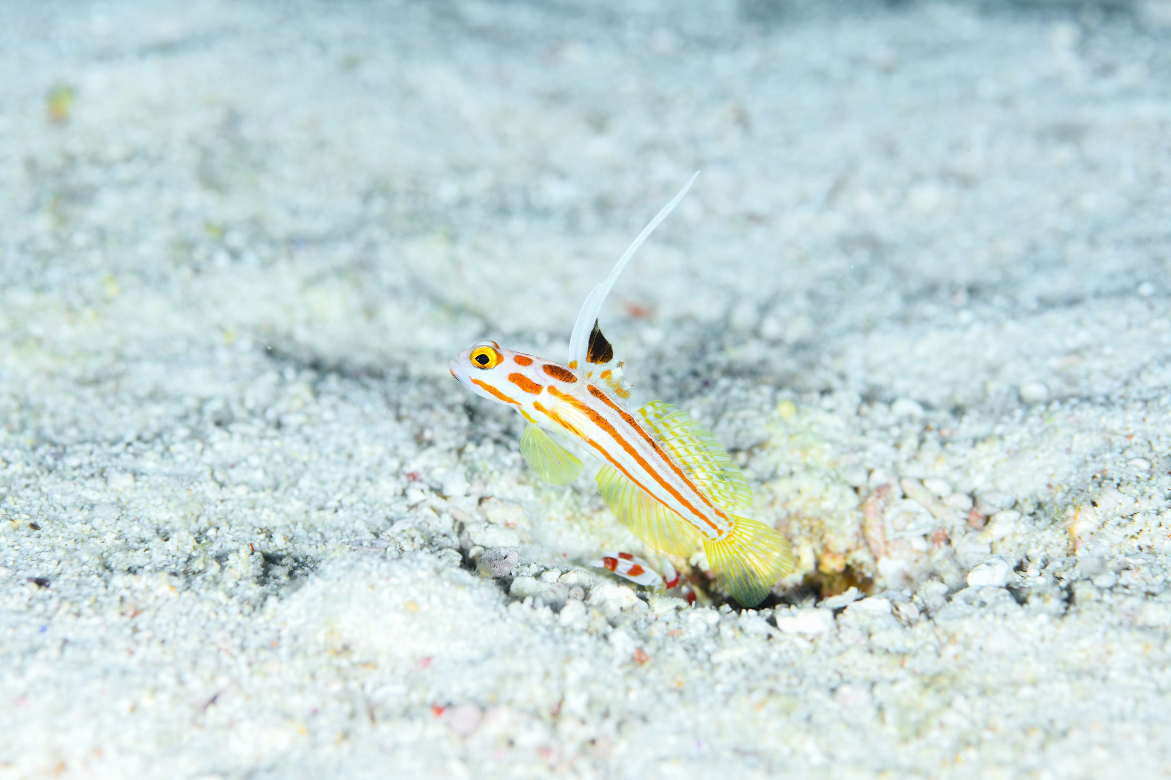 ヤシャハゼ(Stonogobiops yasha)