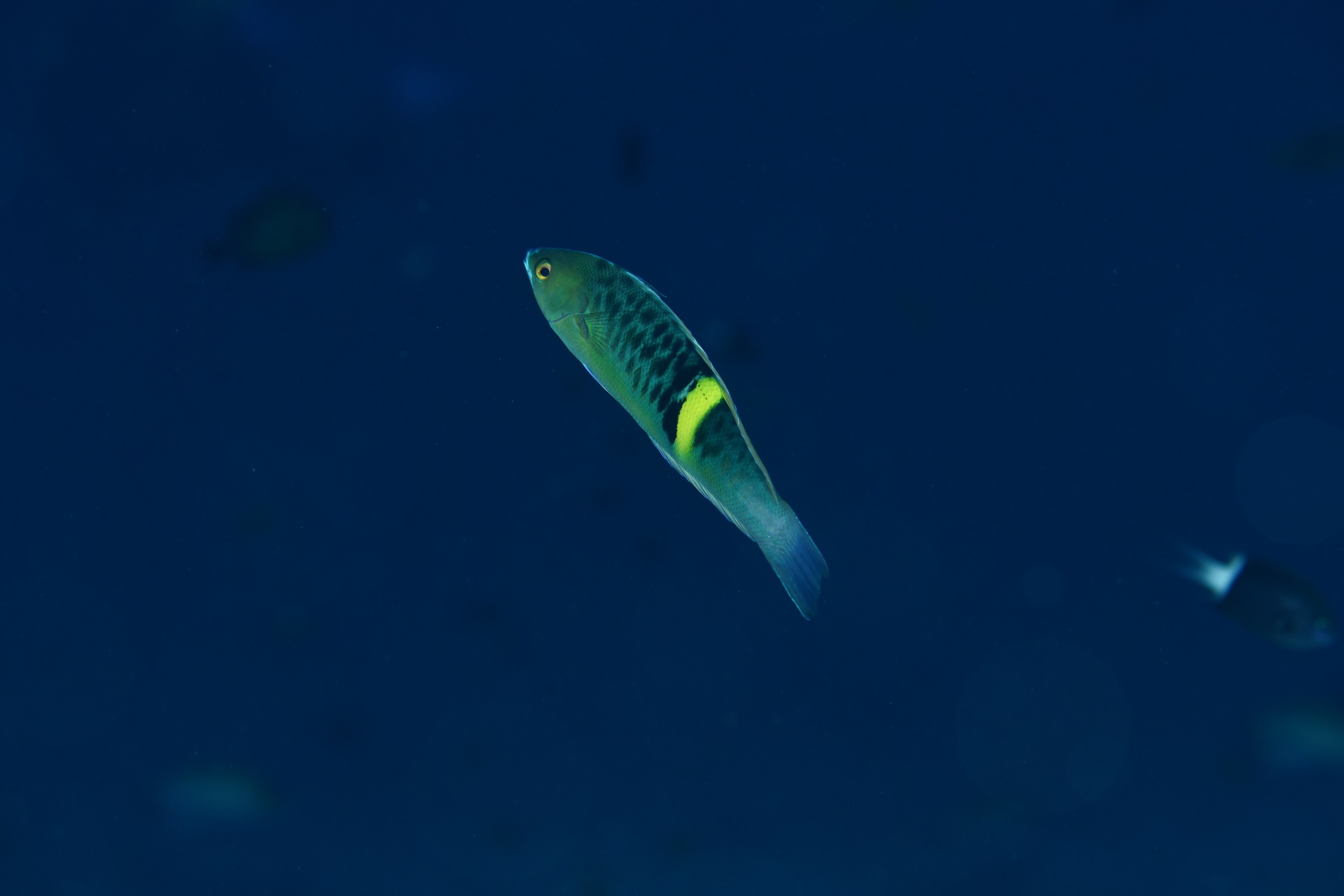 シラタキベラ(Pseudocoris bleekeri)