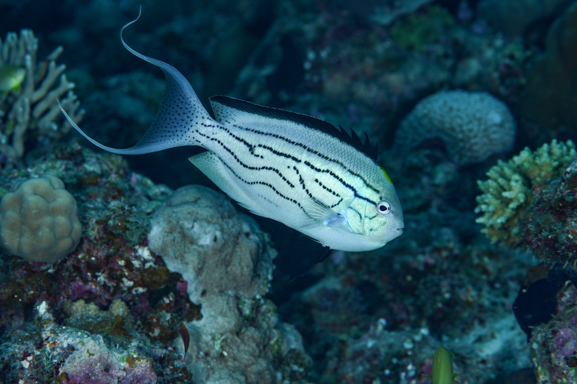 タテジマヤッコのオス(Genicanthus lamarck)