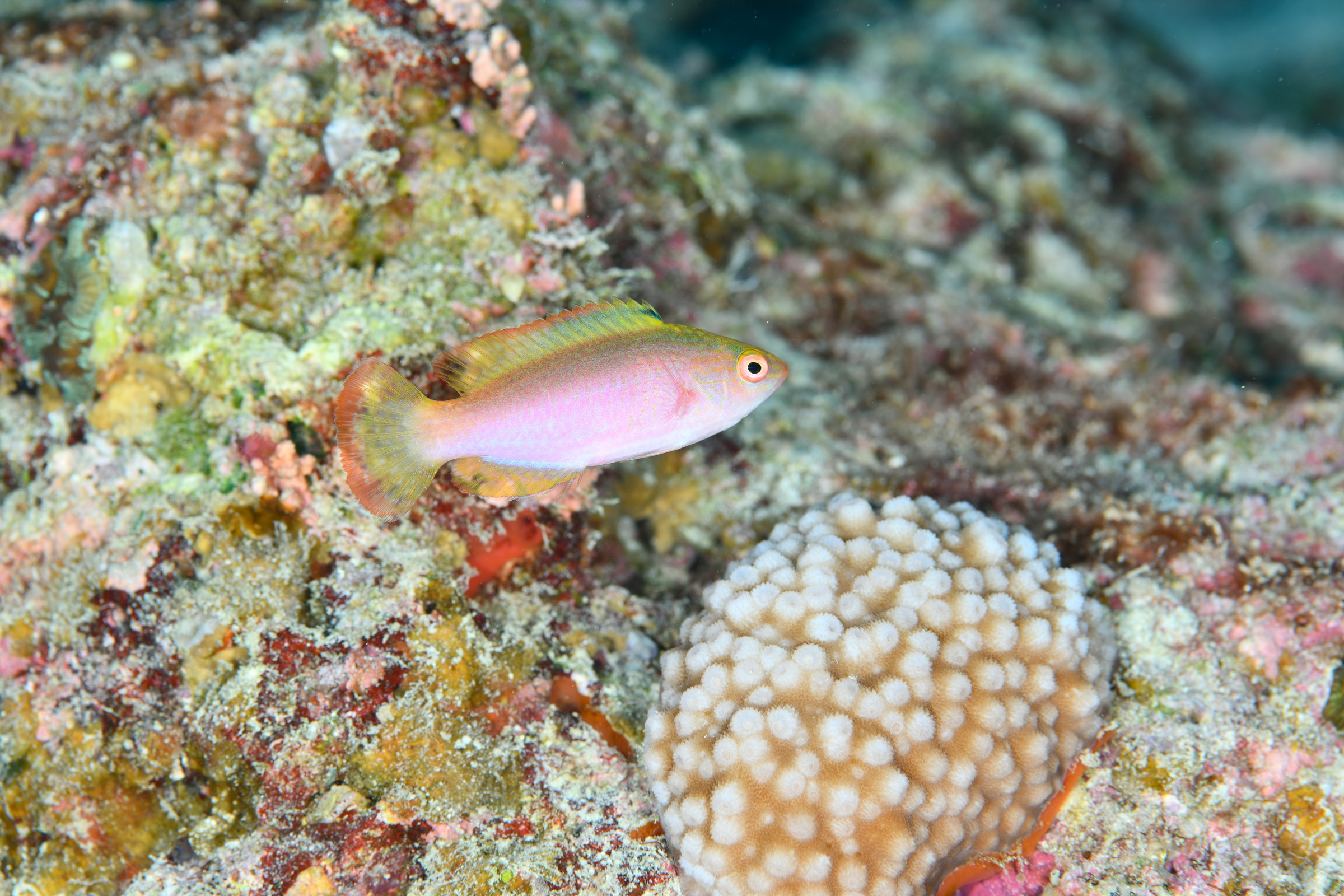 ベニヒレイトヒキベラのメス(Cirrhilabrus rubrimarginatus)