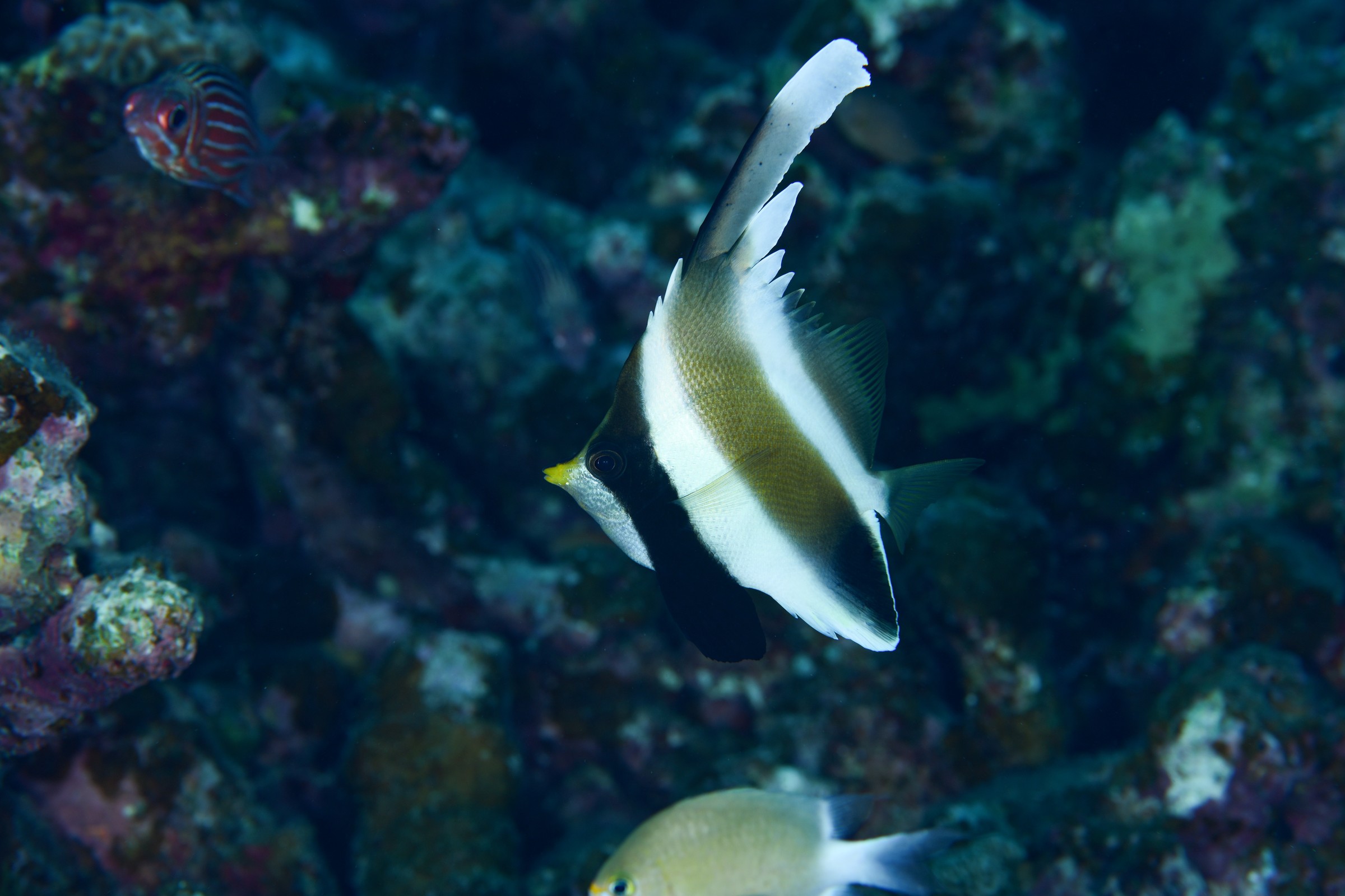 ミナミハタタテダイ(Heniochus chrysostomus)