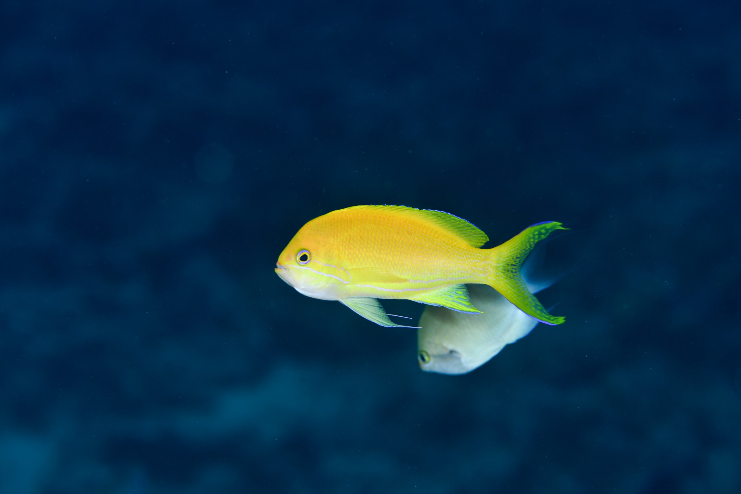 スミレナガハナダイのメス(Pseudanthias pleurotaenia)