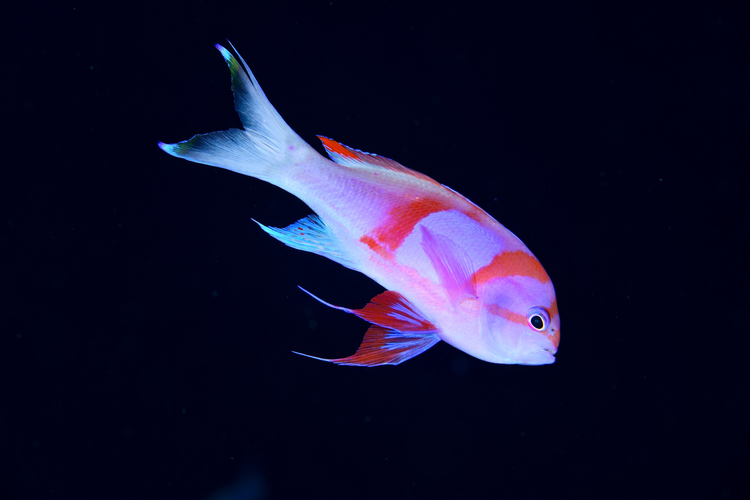 スミレナガハナダイ(婚姻色)(Pseudanthias pleurotaenia)