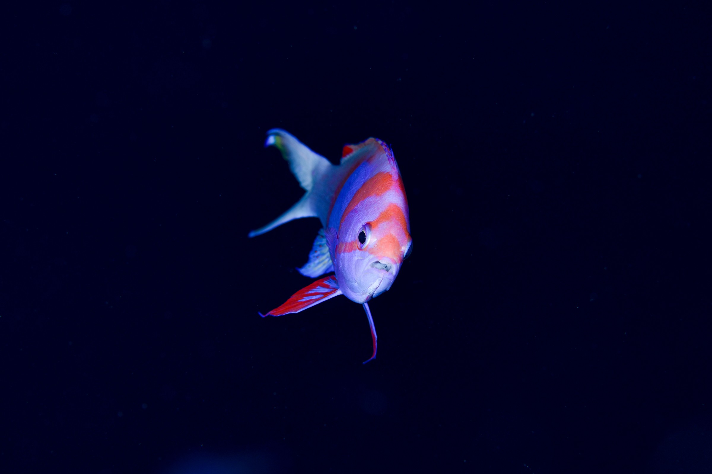 スミレナガハナダイ(婚姻色)(Pseudanthias pleurotaenia)